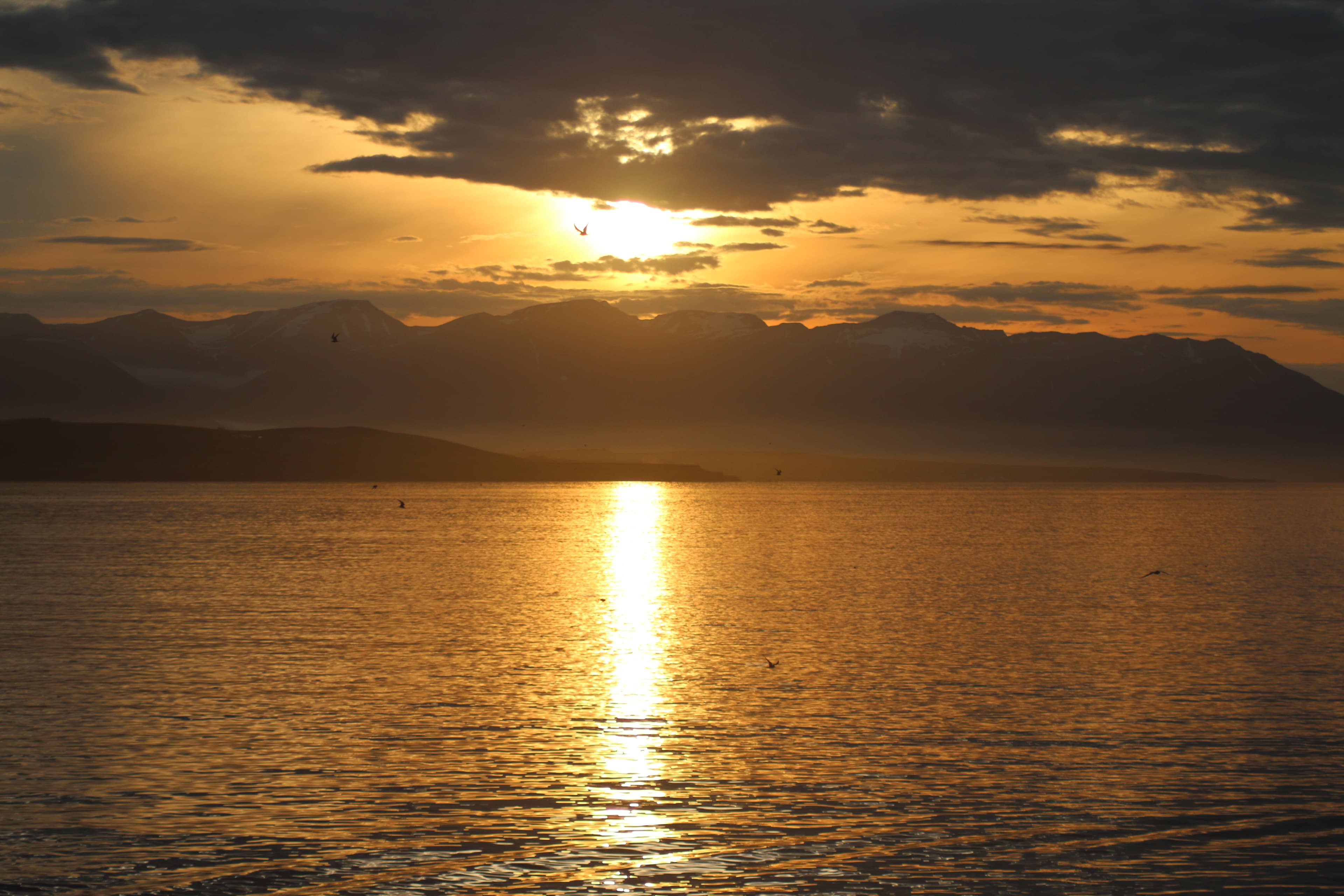 Akureyri Classic Whales in the Midnight Sun - photo 12