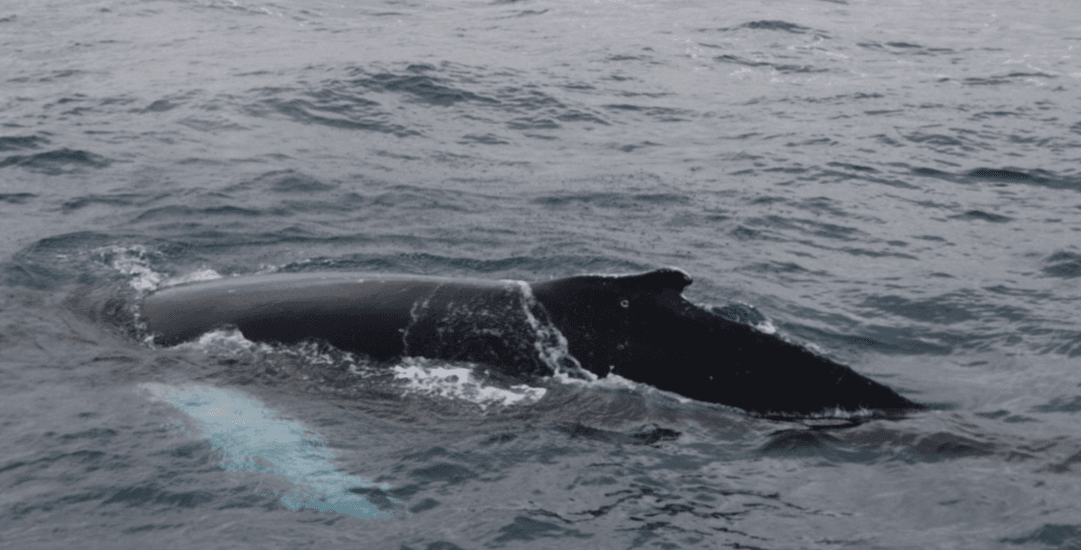Whale Watching tour from Reykjavik - photo 14