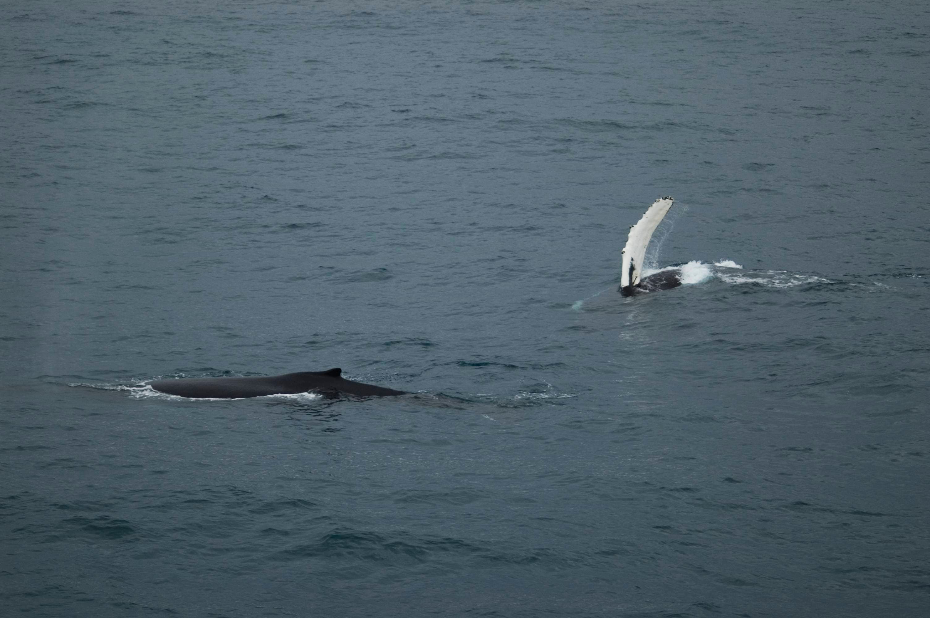 Reykjavík Sea Horse - photo 10