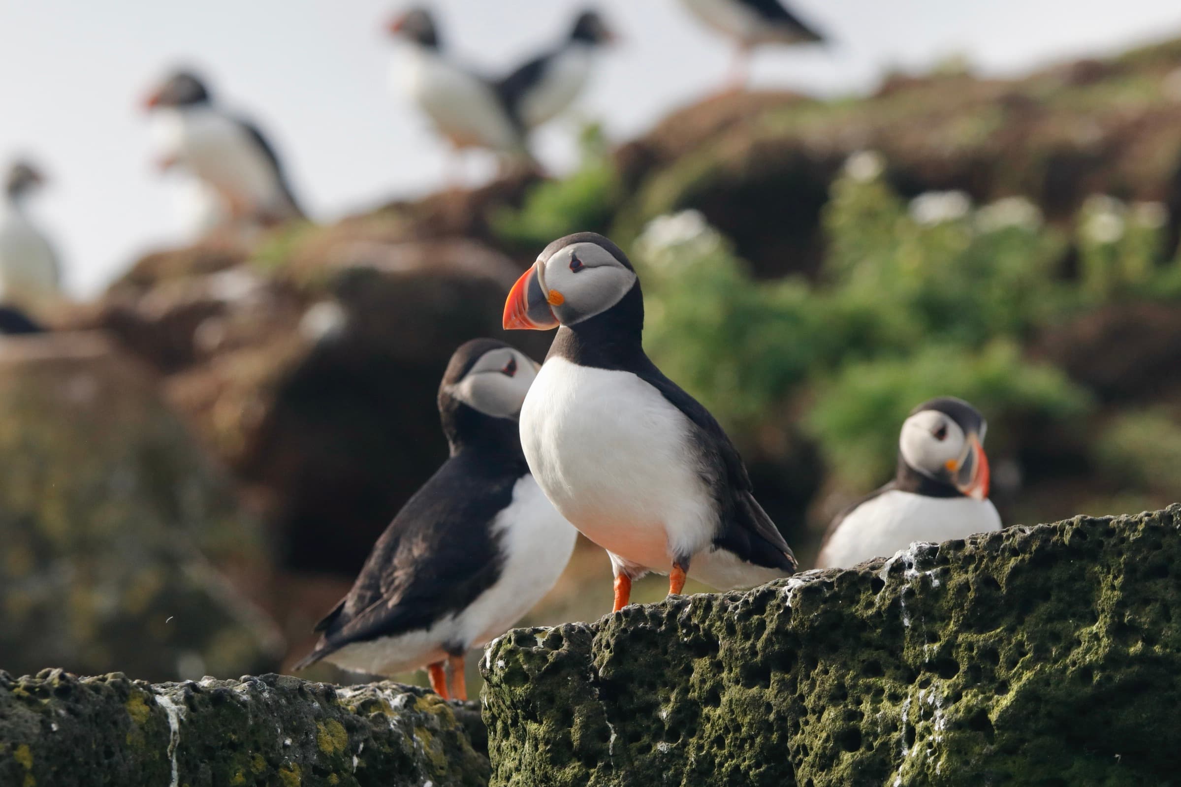 Reykjavík Classic Puffin Watching - photo 2