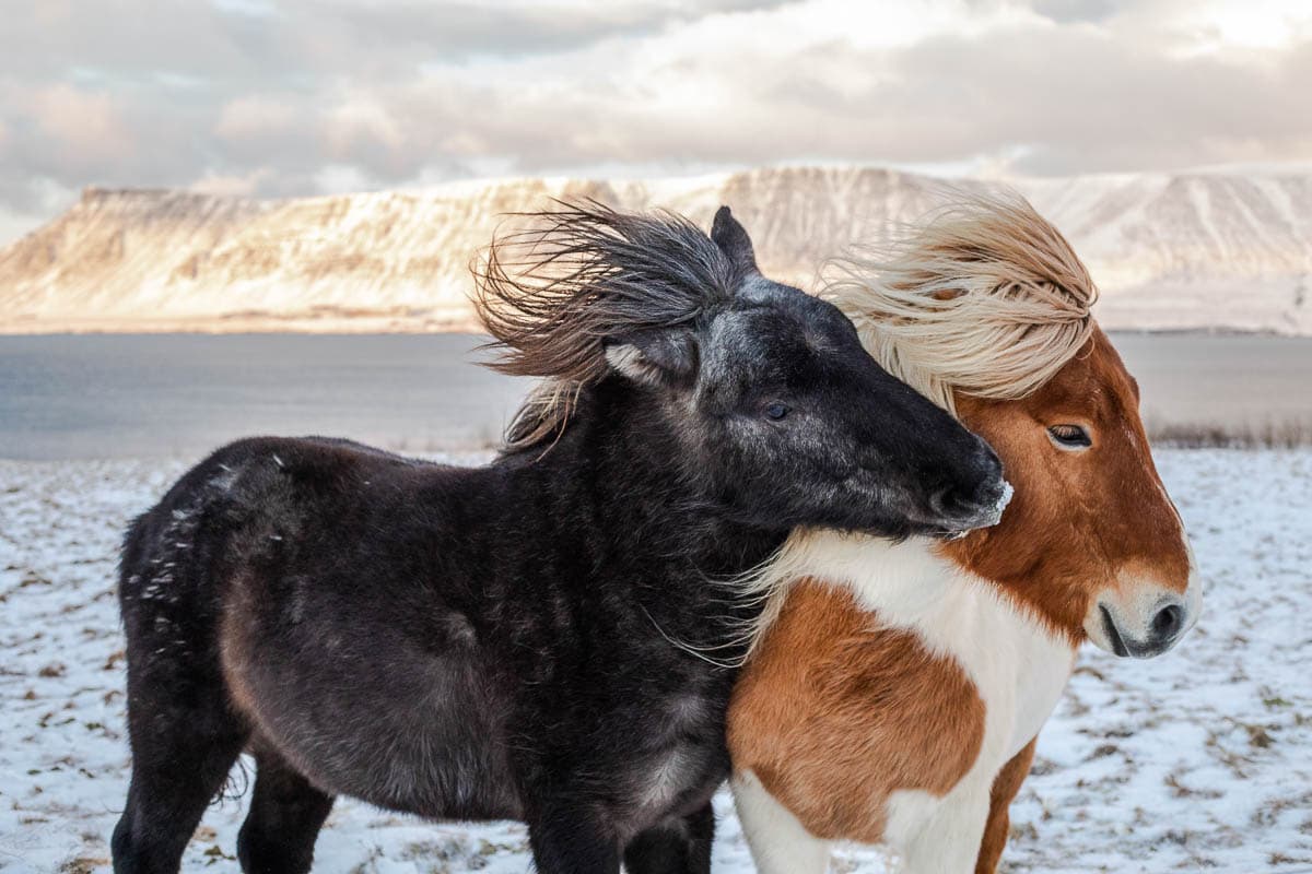 Grand Golden Circle & Horse Riding Tour - photo 4