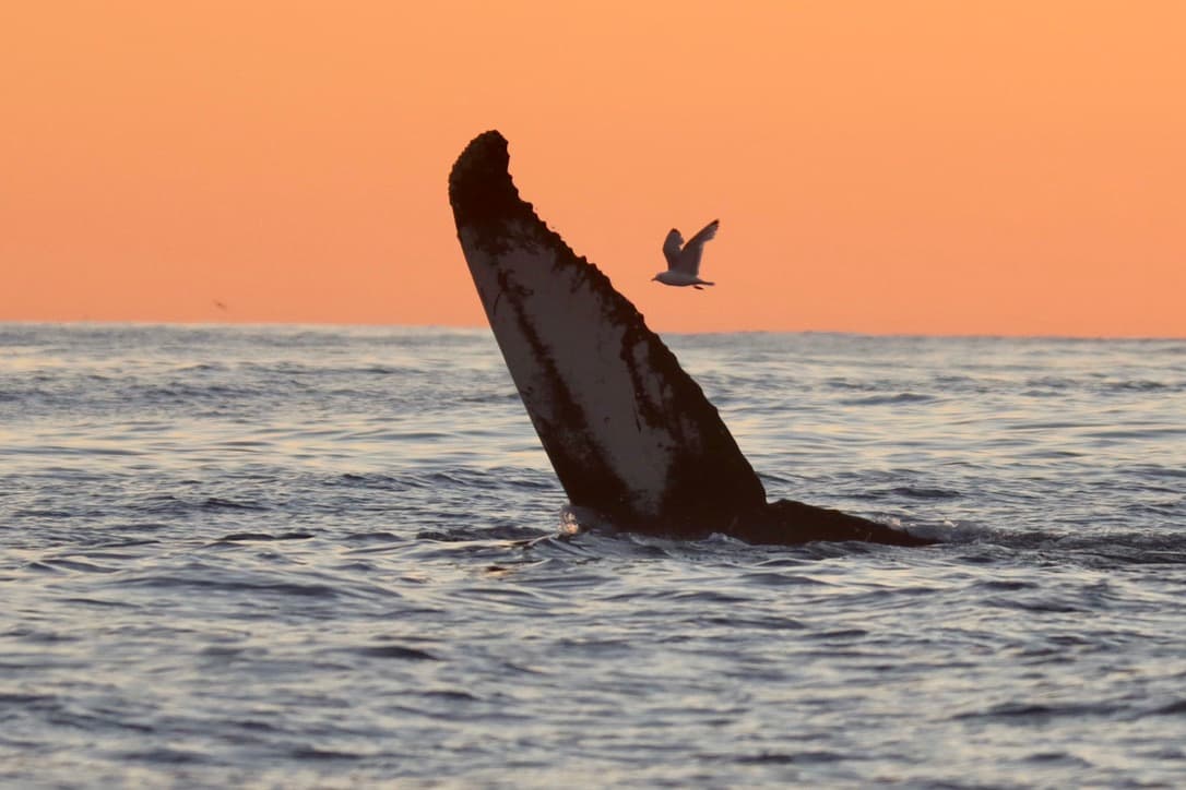 Midnight Sun Whale Watching - photo 12