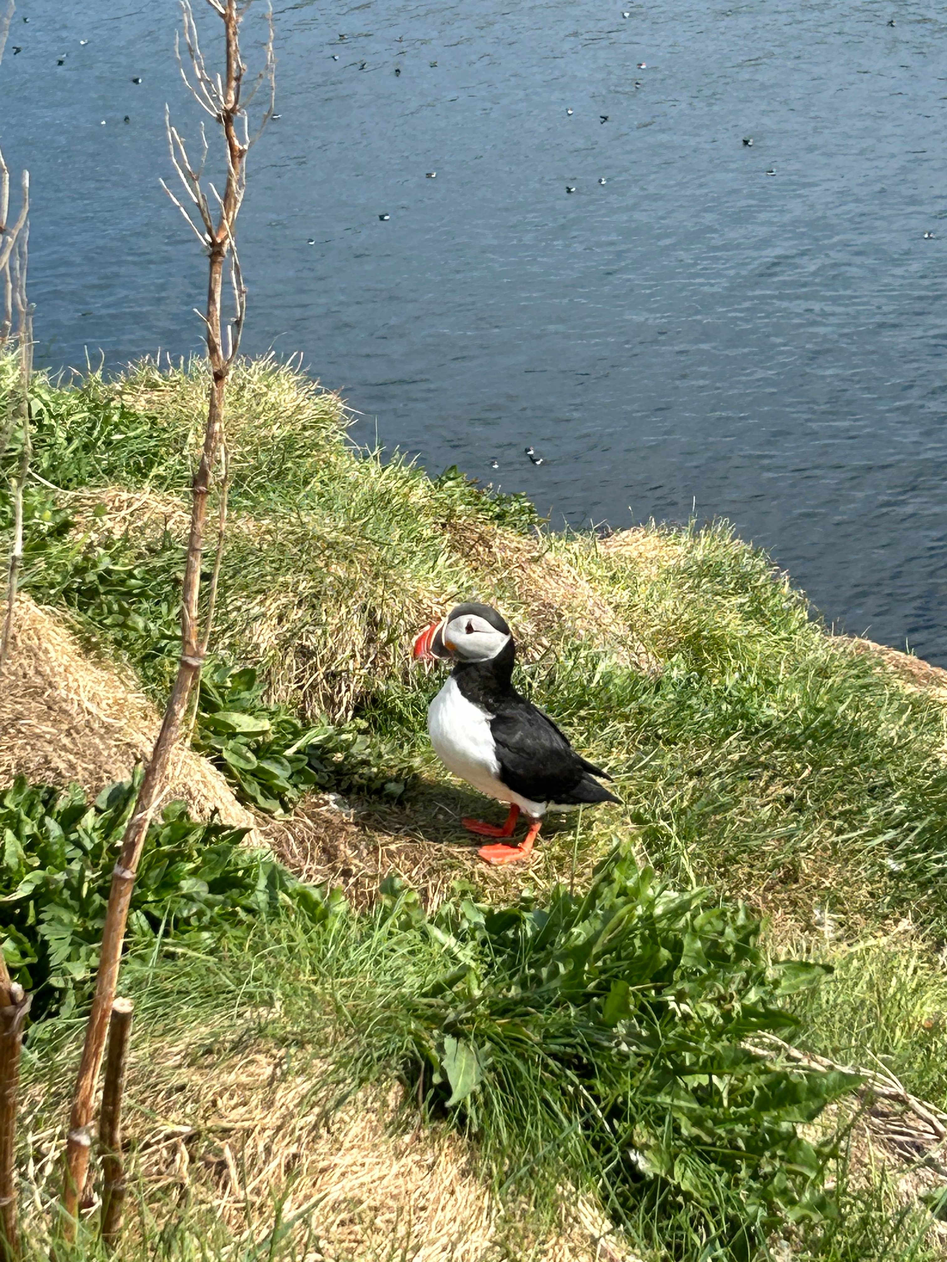 Puffin Quest - photo 23