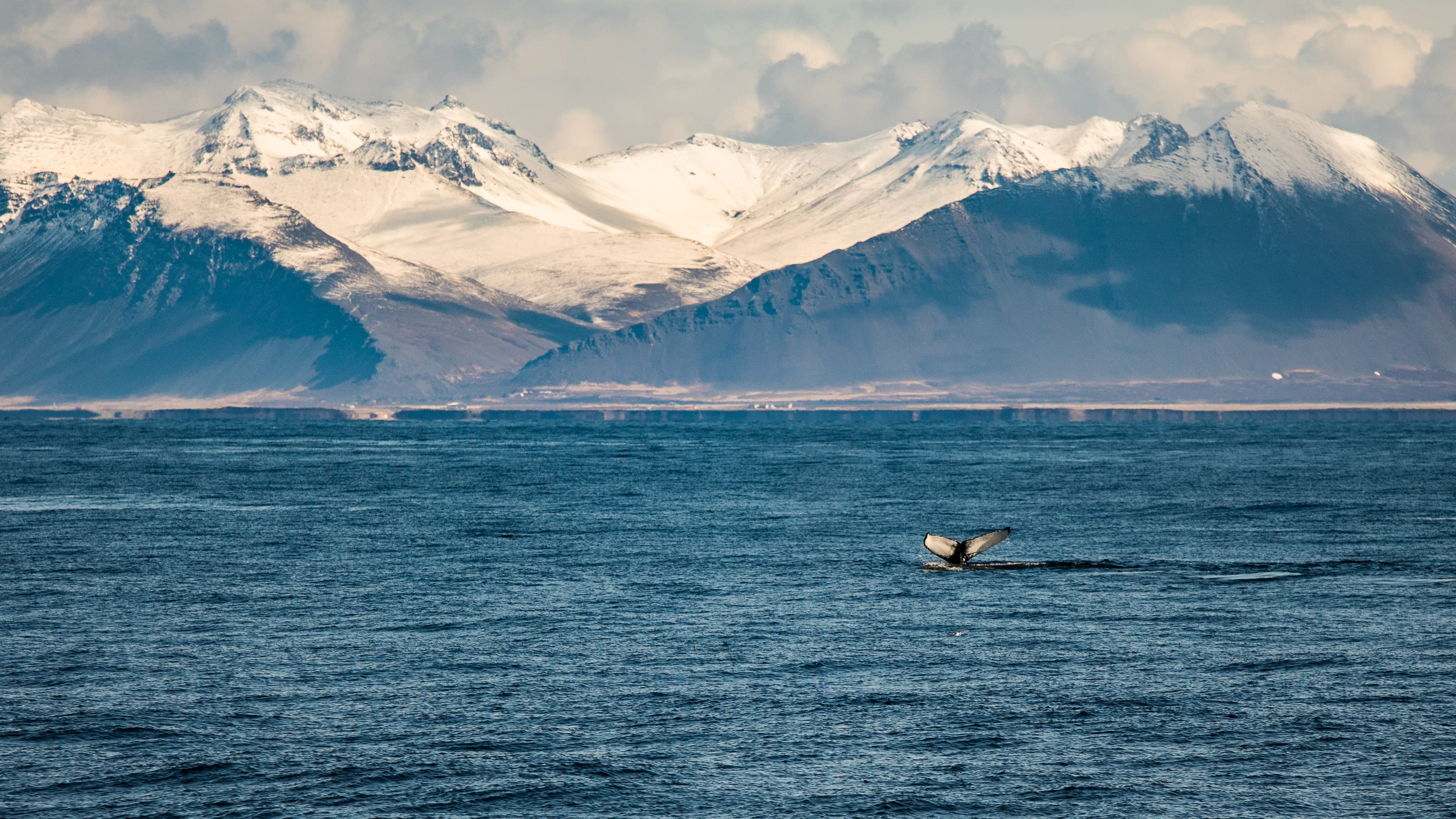 Whale Watching - photo 12