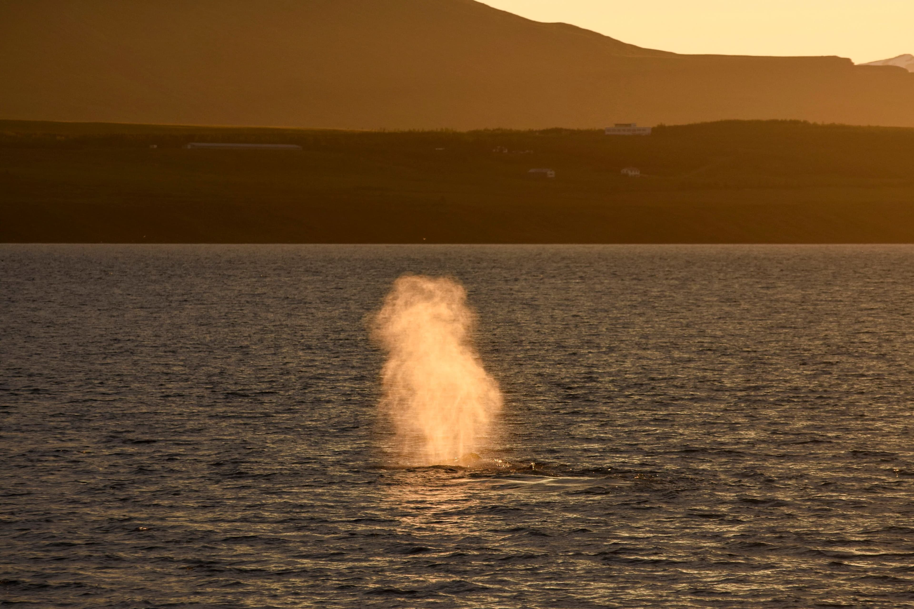 Akureyri Classic Whales in the Midnight Sun - photo 2