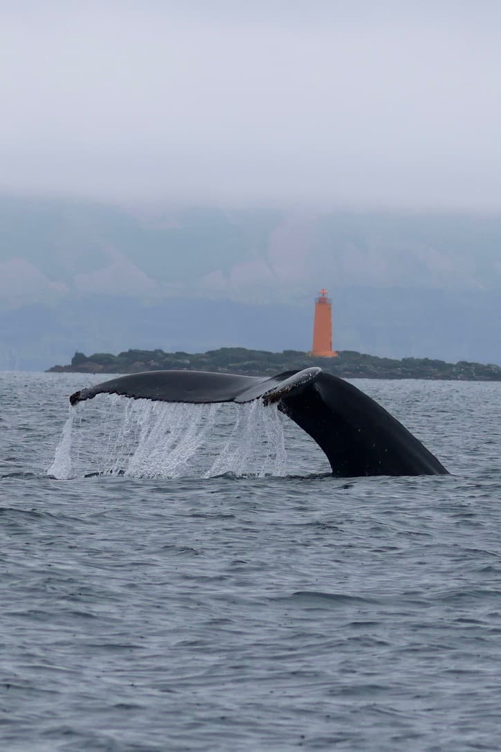 Classic Whale Watching from Dalvík - photo 15