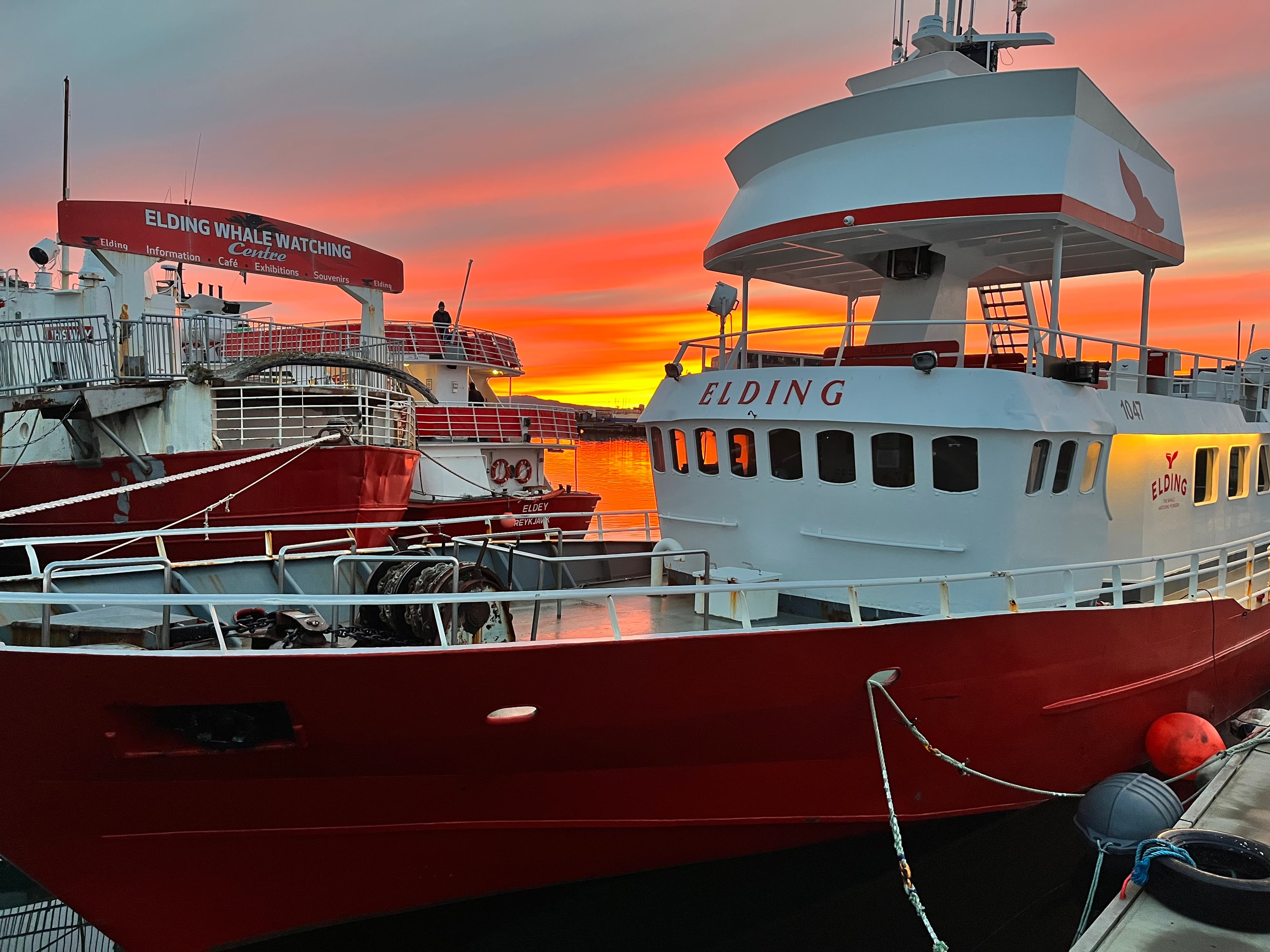 Reykjavík Whales & Northern Lights - photo 25
