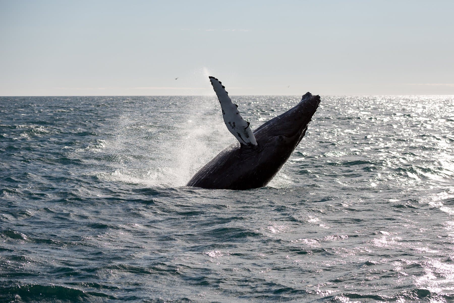 Whale Watching & Lava Show Reykjavik: Nature's Breathtaking Spectacle - photo 23