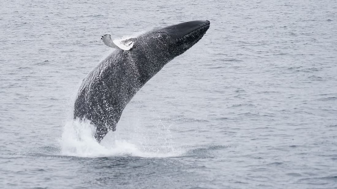 Whales & Waves: An Epic Marine Adventure Tour - photo 2