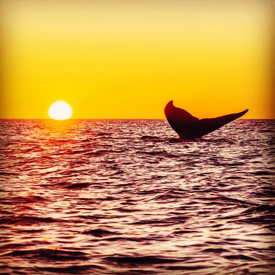 Midnight Sun Whale Watching