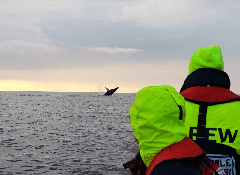 Reykjavík Premium Whales in the Midnight Sun - photo 7