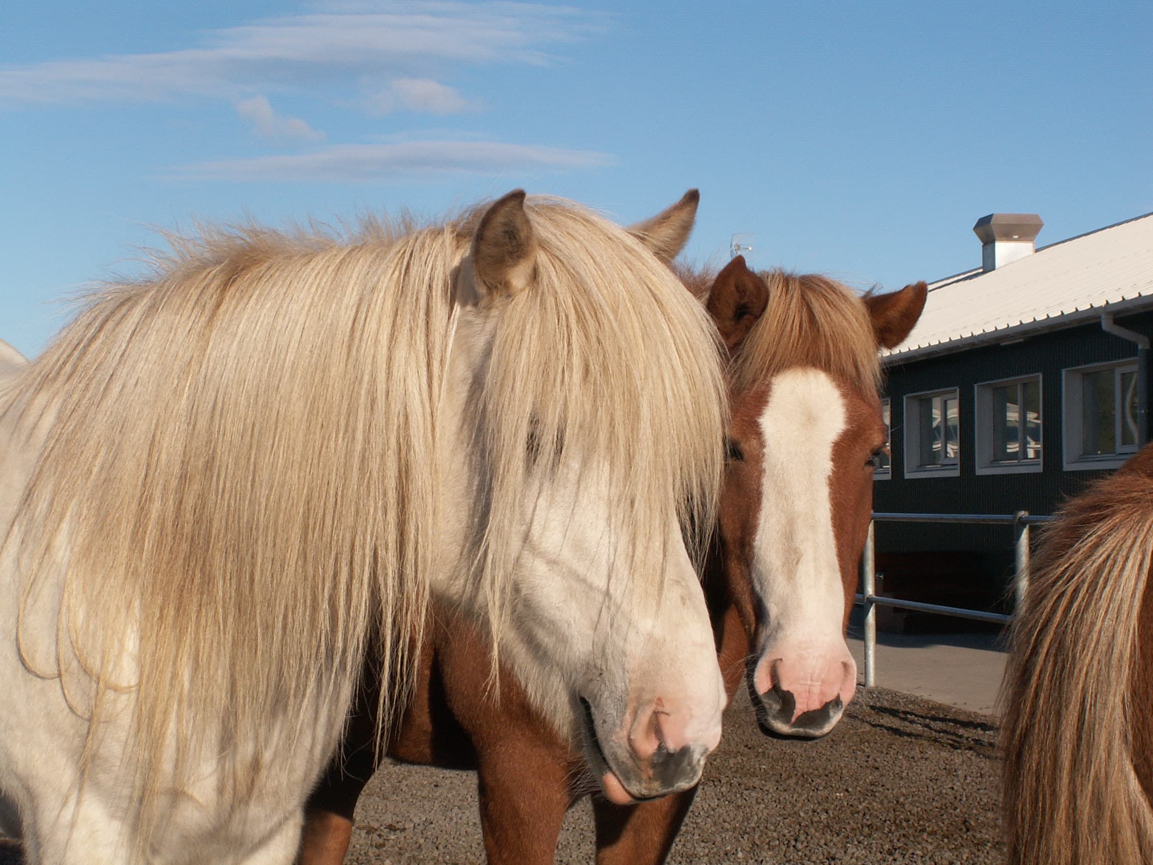Horses and Waffles - photo 3