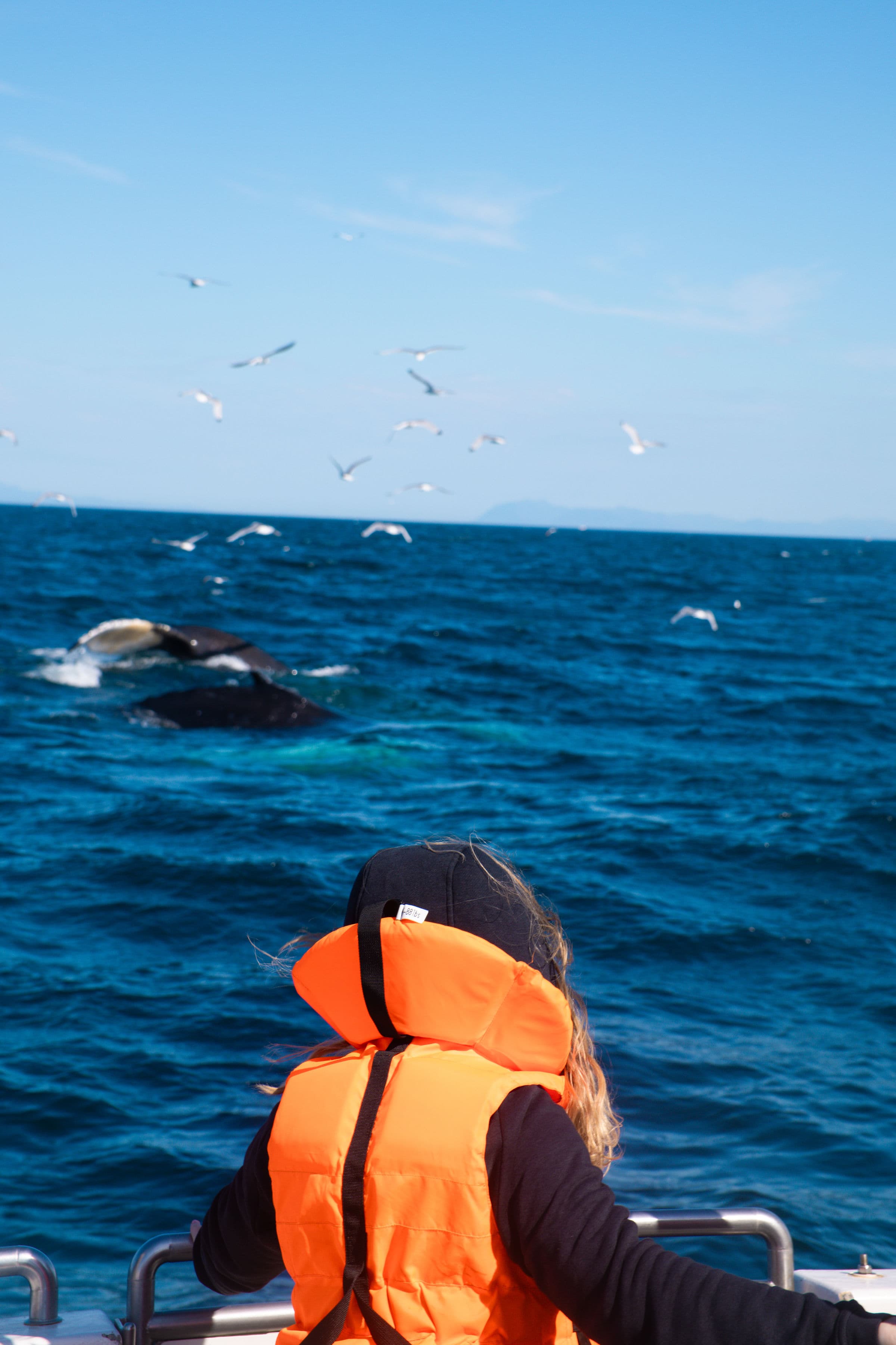 Whale Watching tour from Reykjavik - photo 8