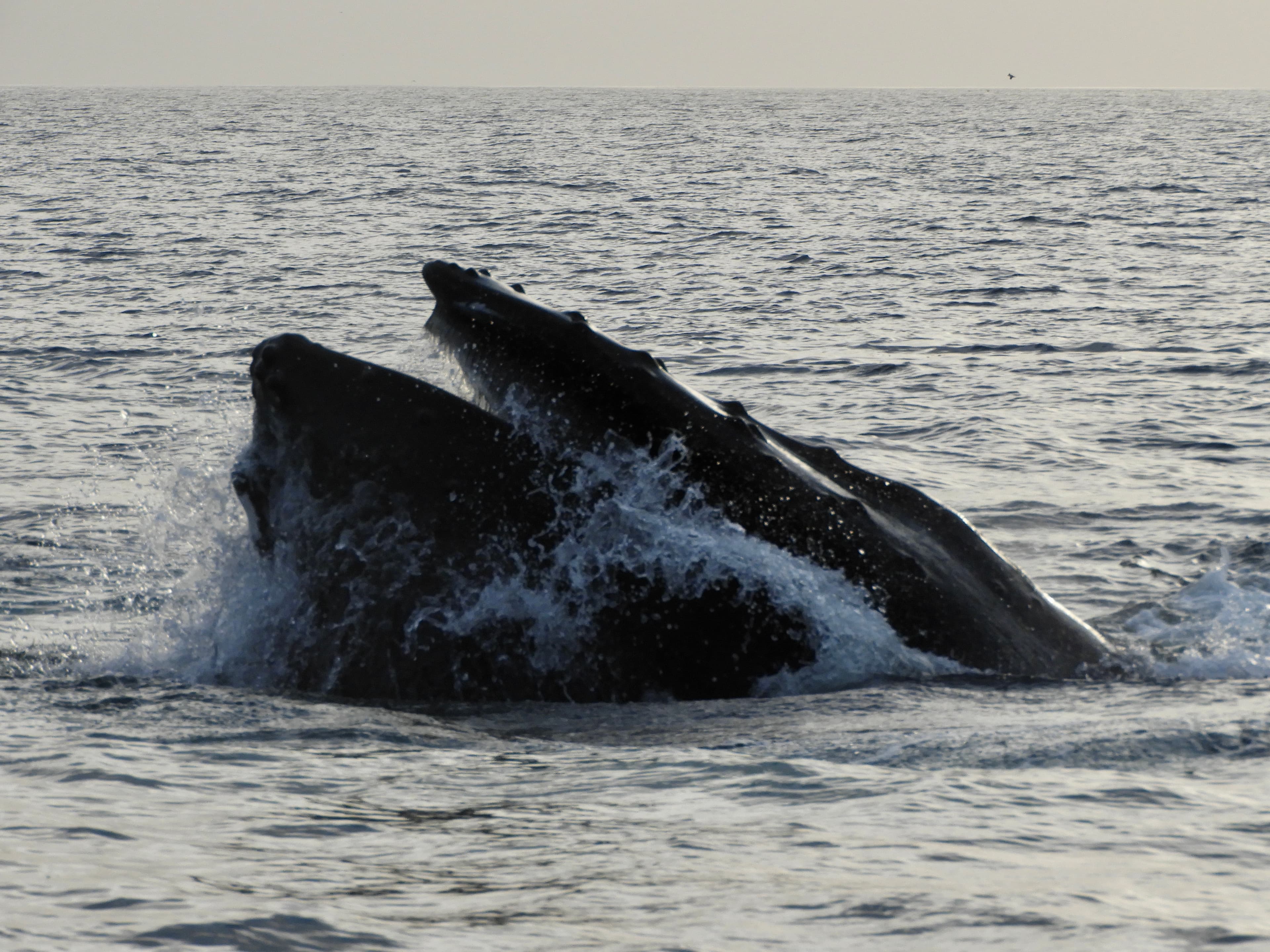 Reykjavík Premium Whales in the Midnight Sun - photo 26