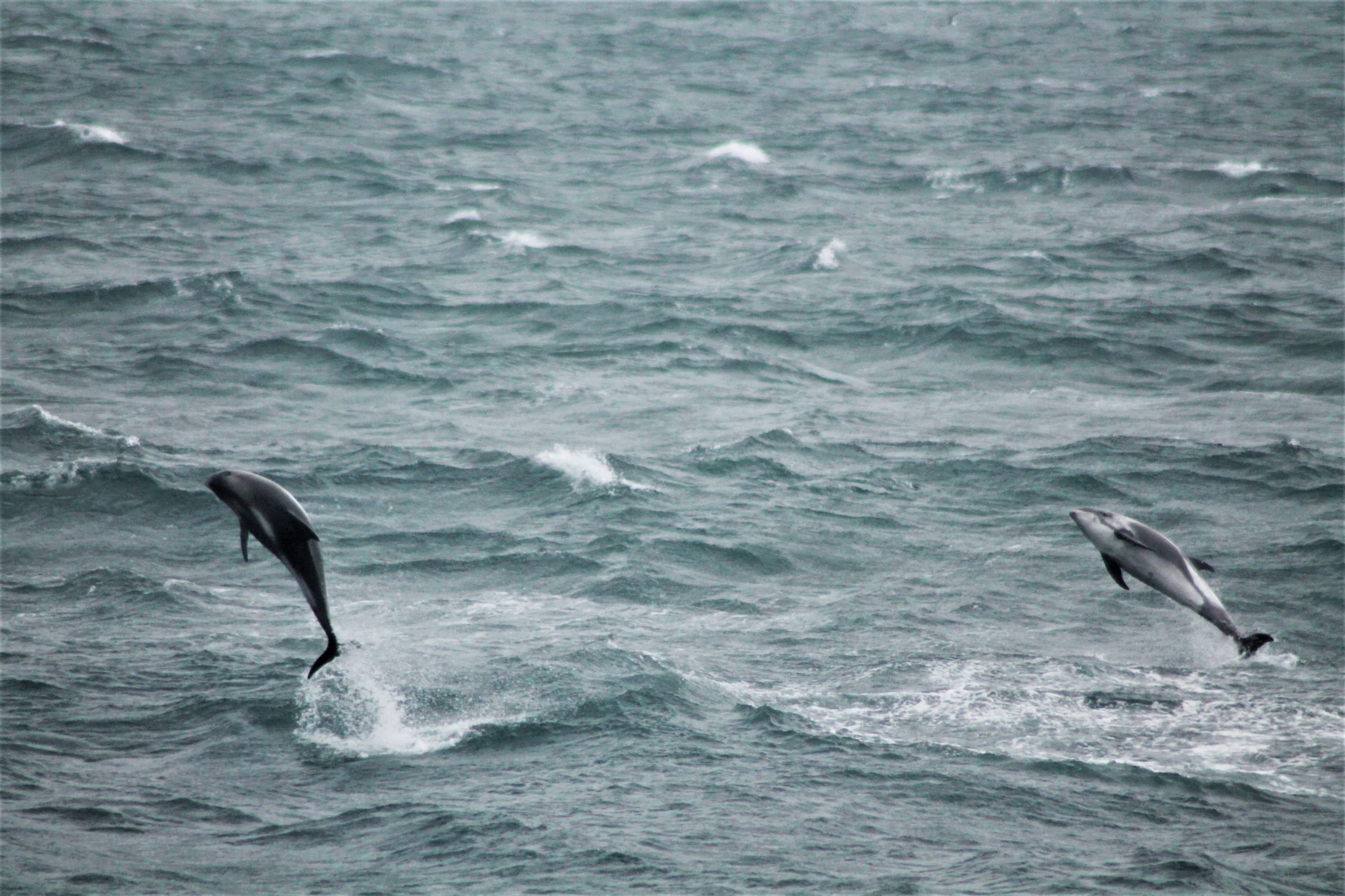 Whale Watching tour from Reykjavik - photo 56
