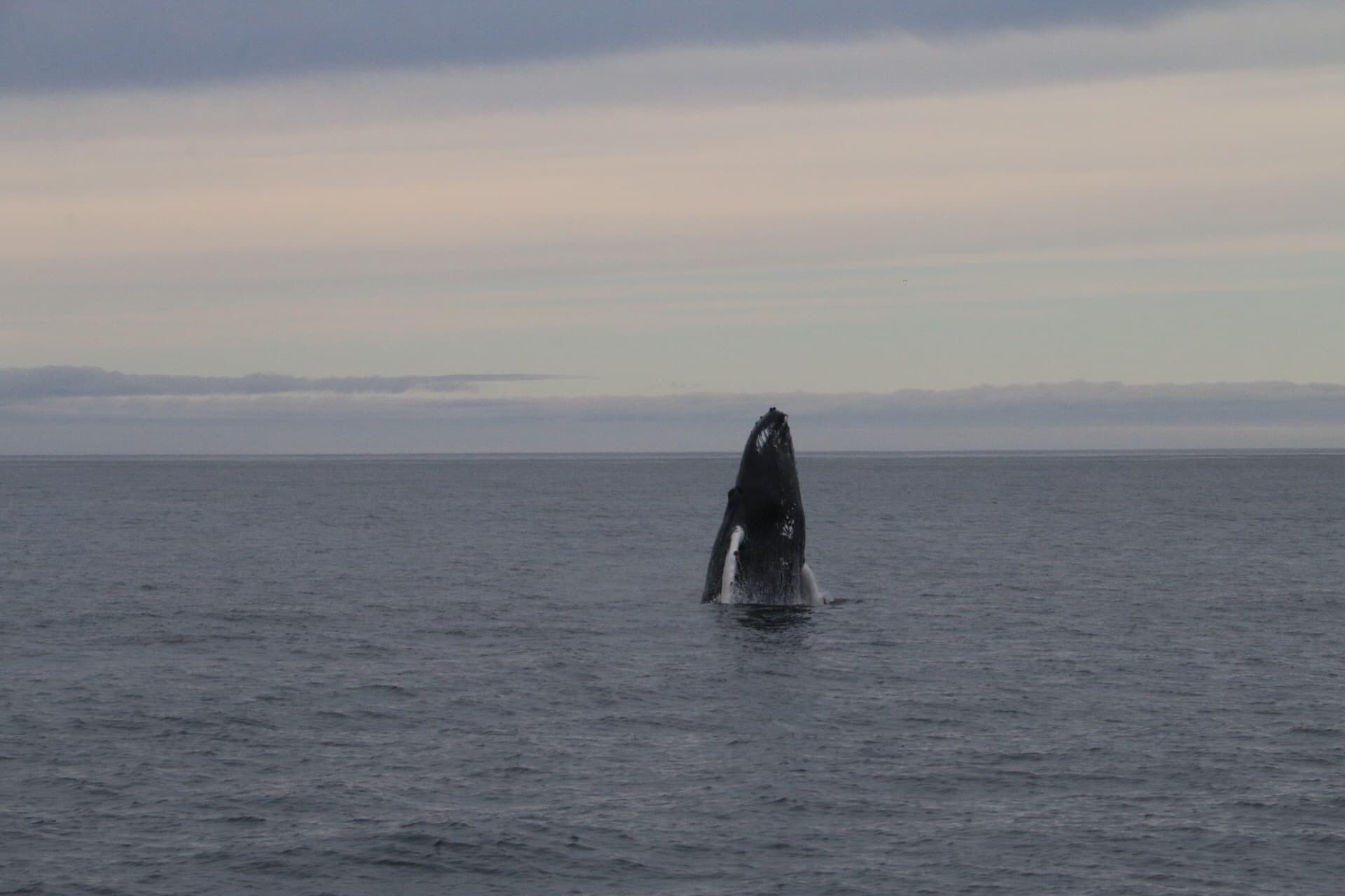 Express Whale Watching From Dalvík - photo 7