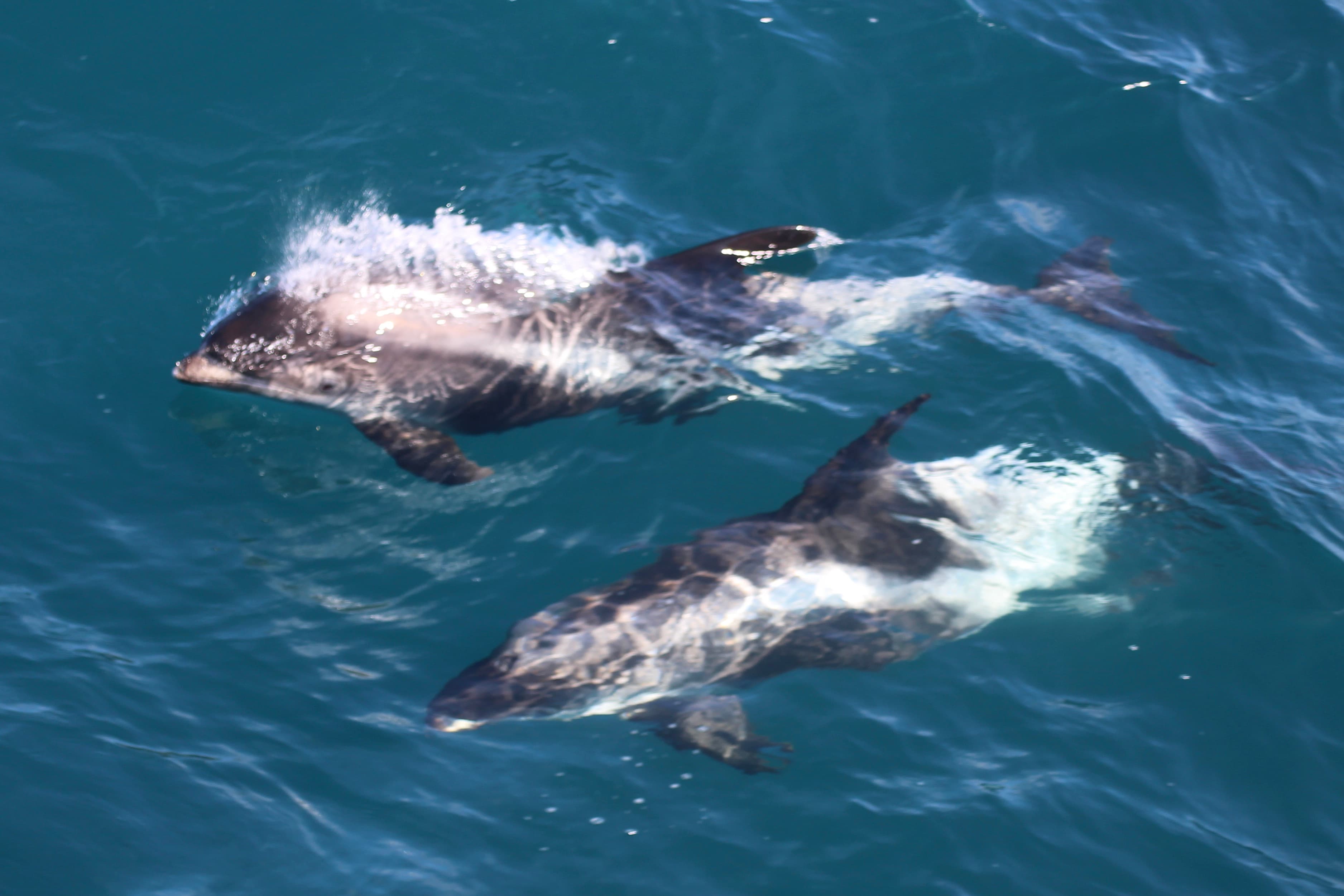 Reykjavík Classic Whale Watching  - photo 18