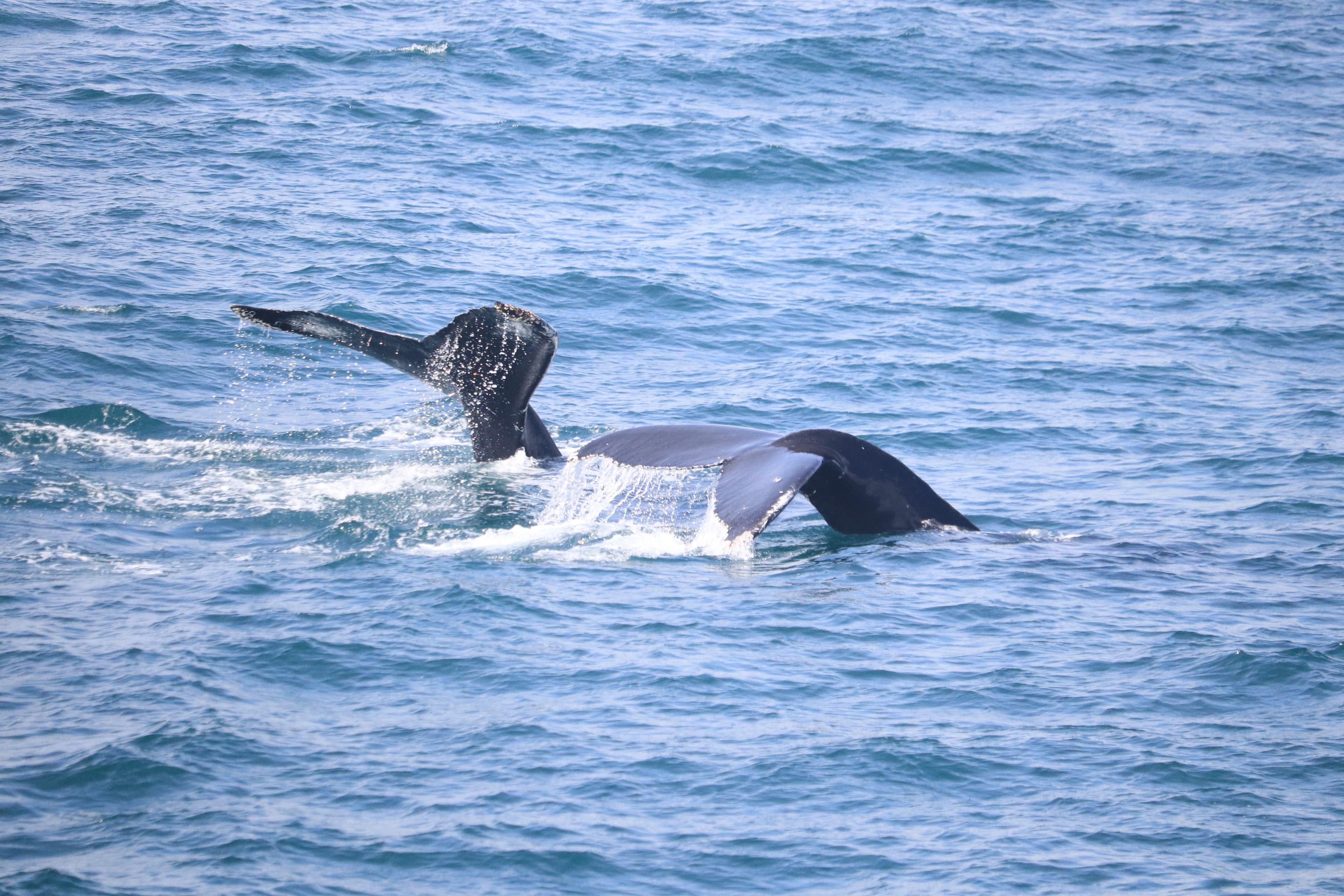 Whale Watching tour from Reykjavik - photo 68