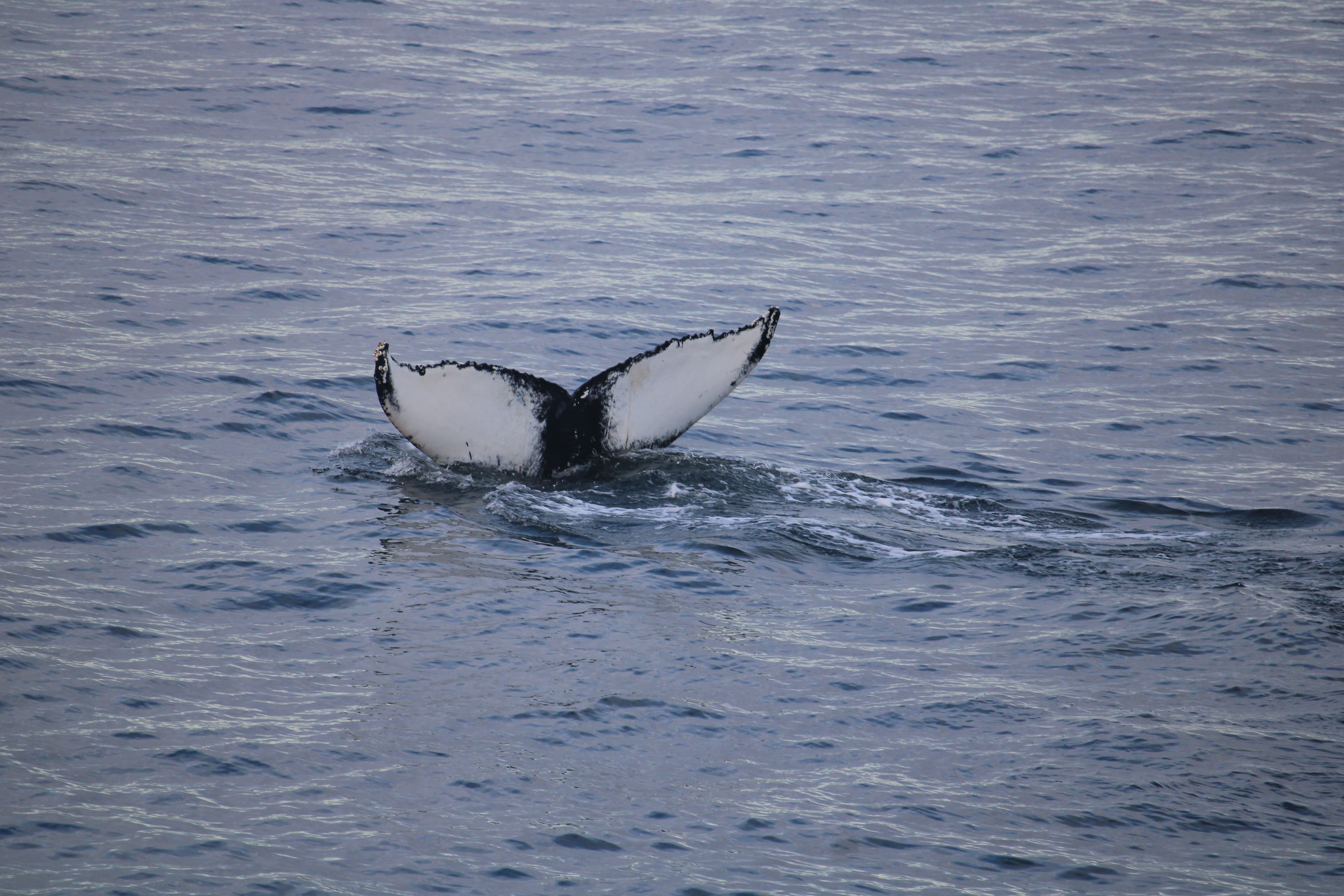 Whale Watching tour from Reykjavik - photo 58