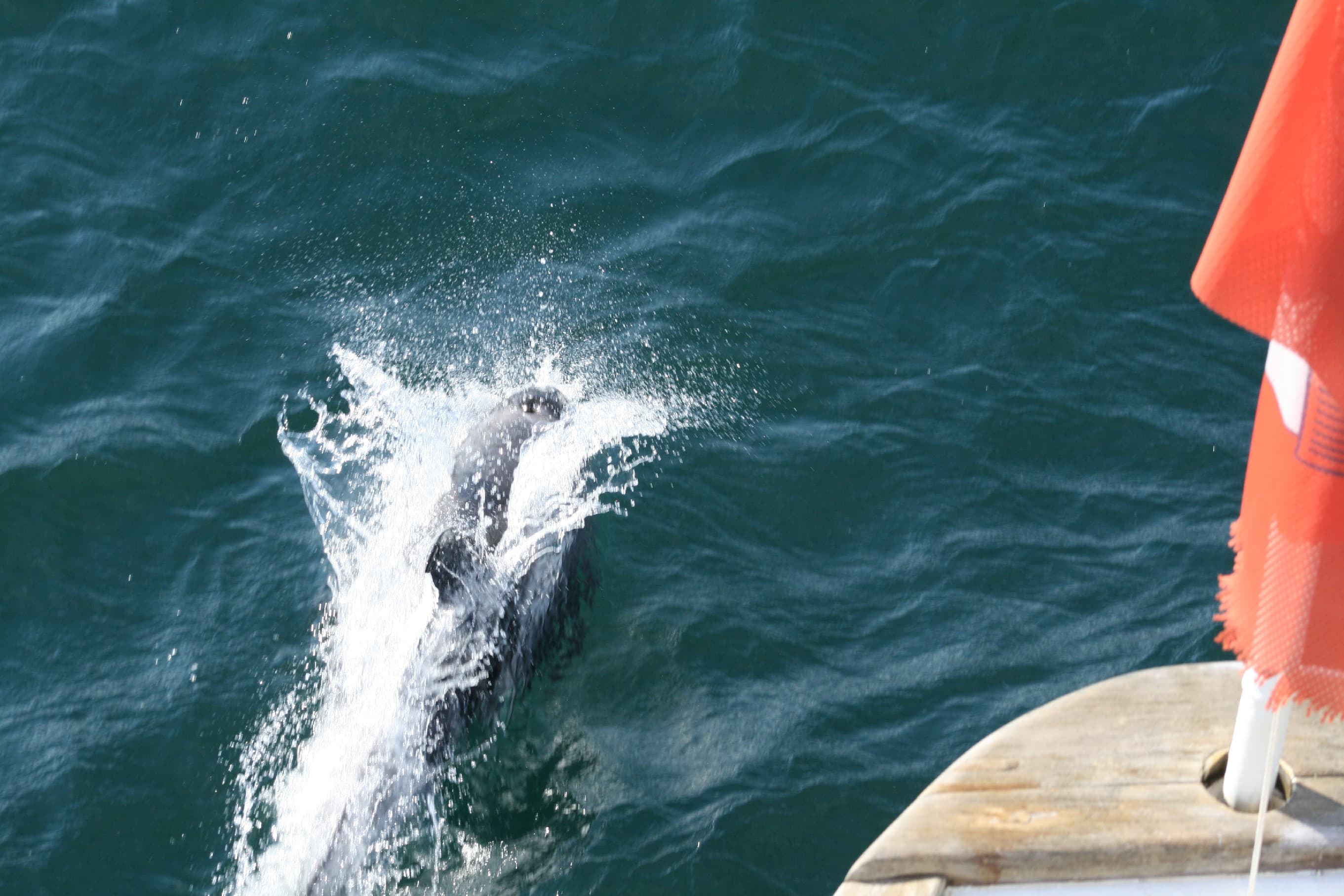 Whale Watching & Northern lights Combo Cruise from Reykjavik - photo 52
