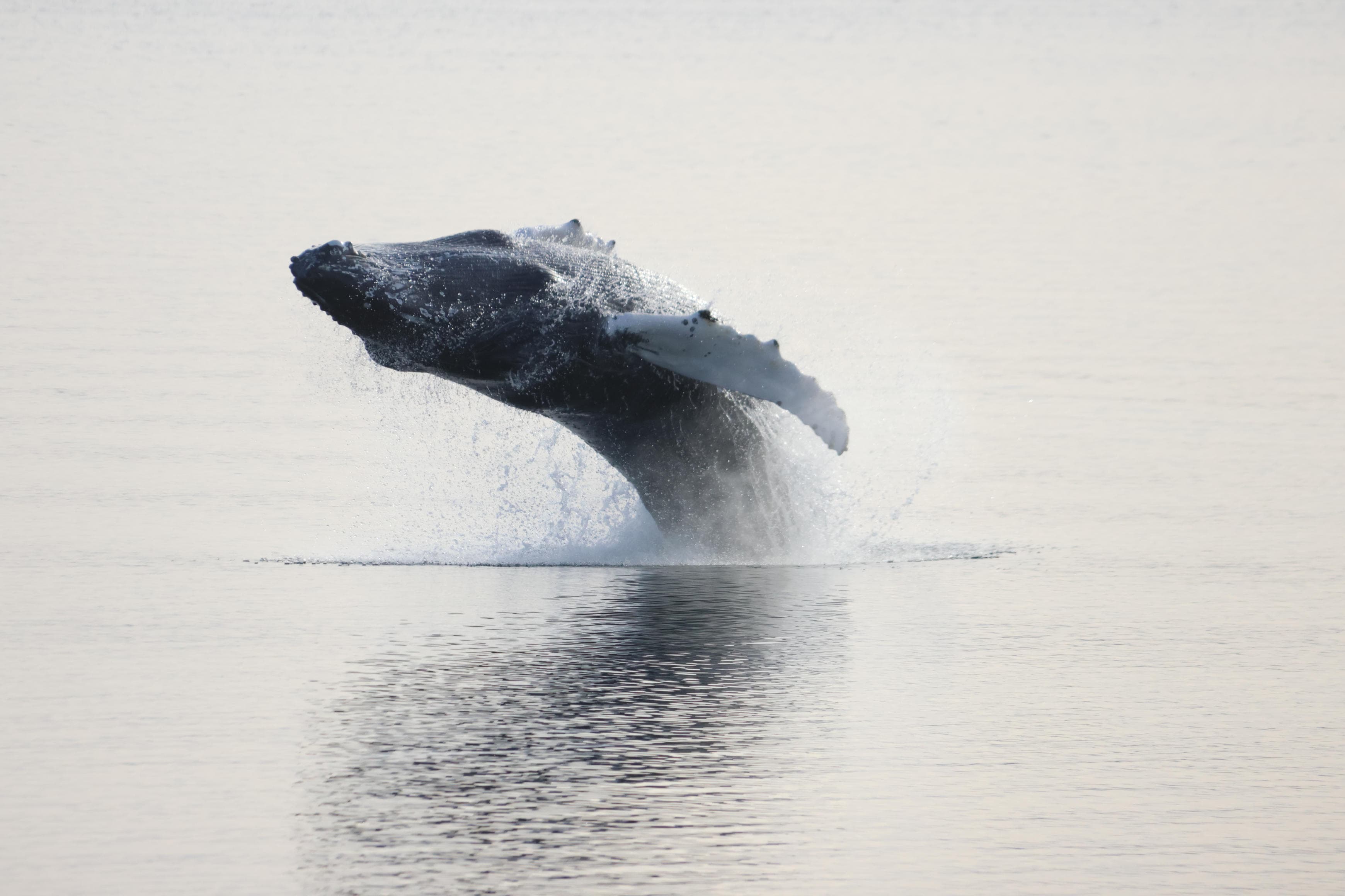 Akureyri Classic Whale Watching - photo 20