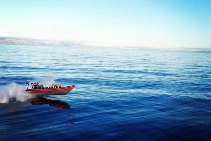 Big Whales & Puffins RIB boat tour - photo 12
