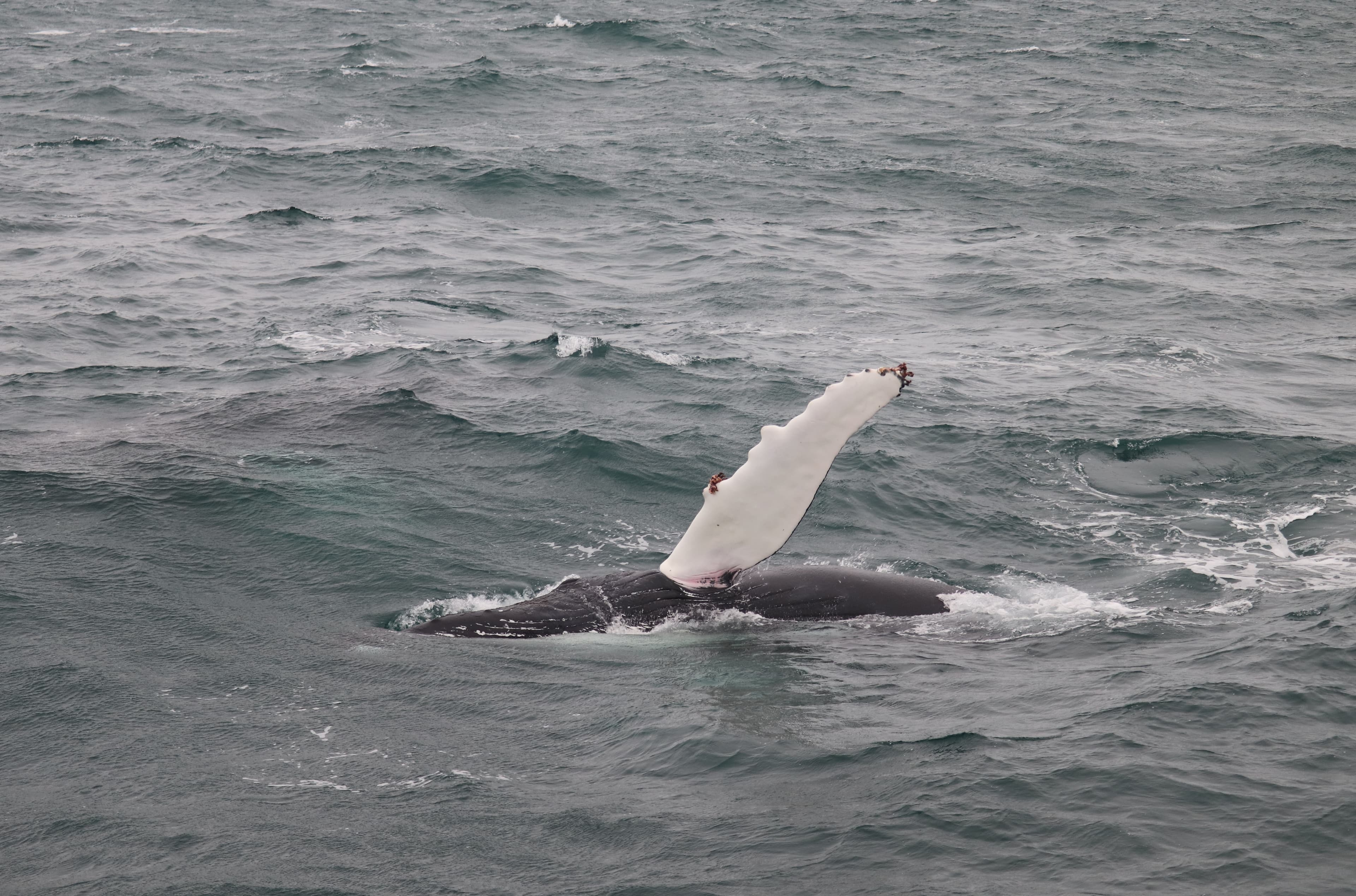Whale Watching tour from Reykjavik - photo 82