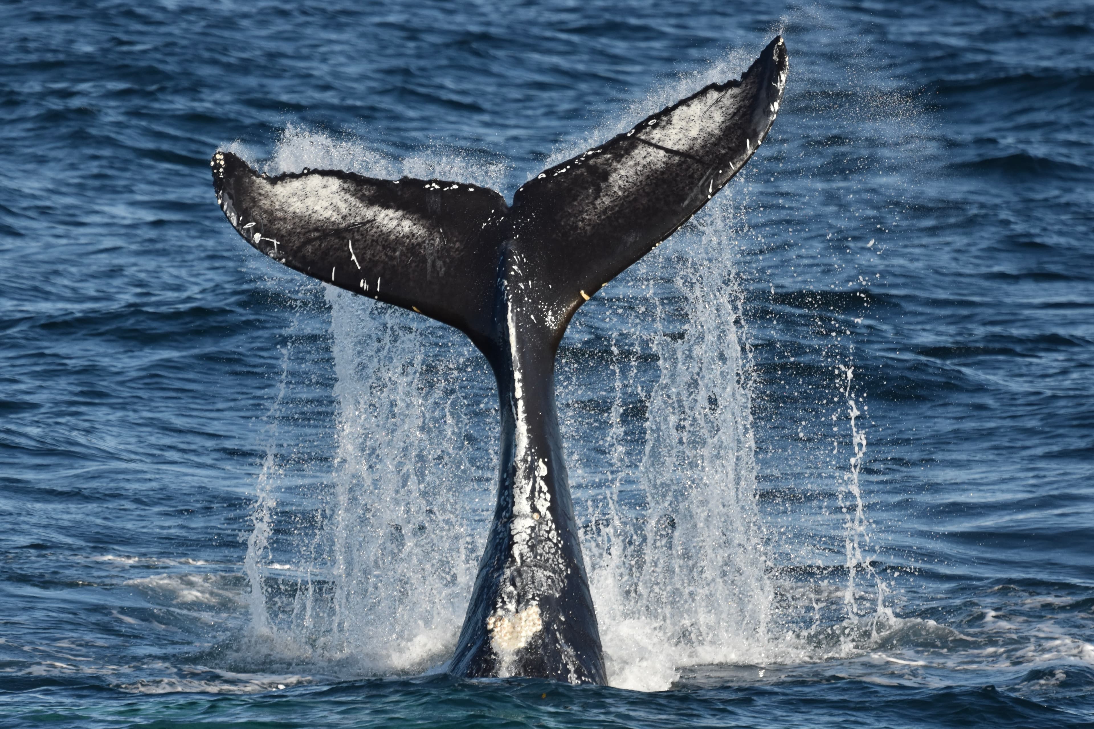 Reykjavík Classic Whale Watching  - photo 12