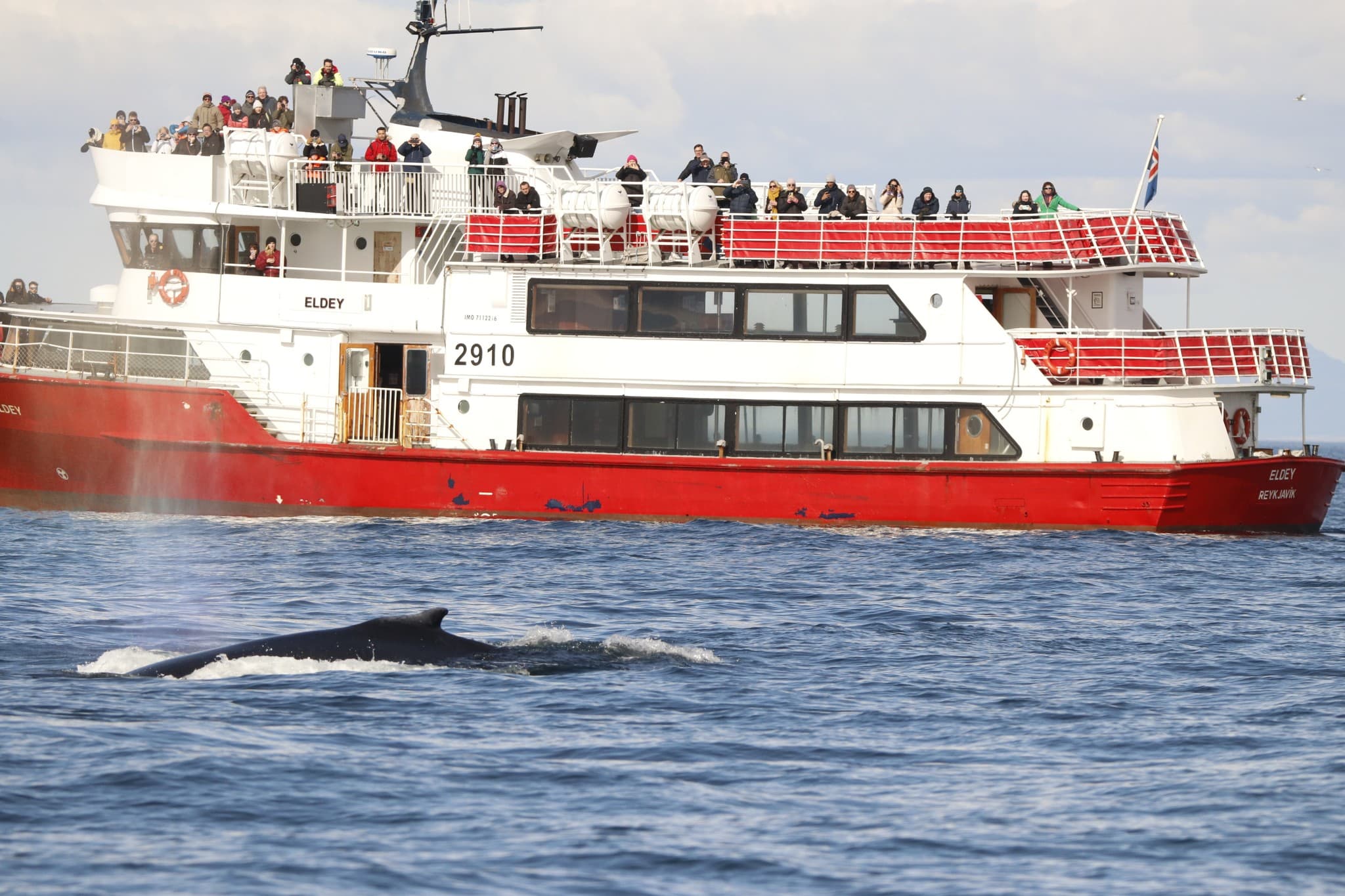 Reykjavík Classic Whale Watching  - photo 20