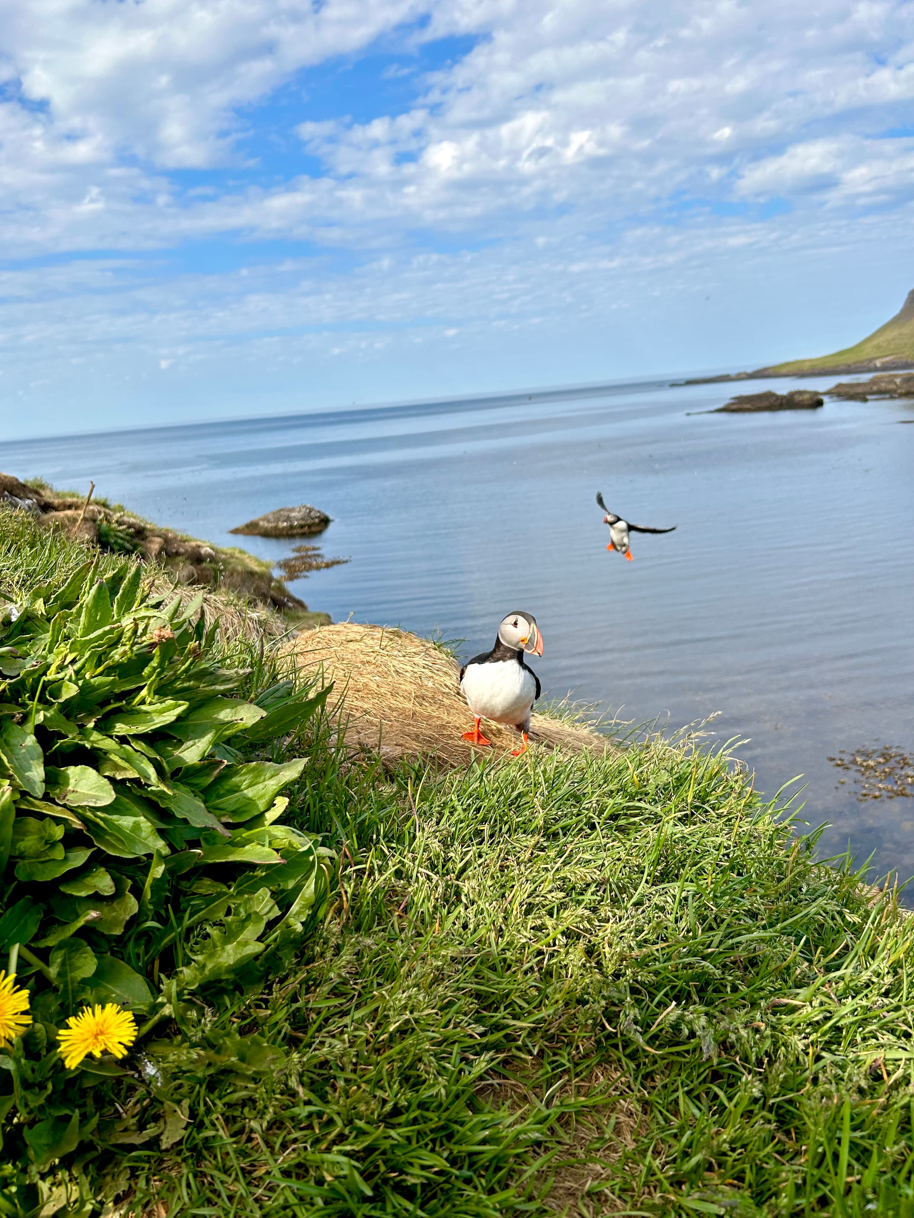 Puffin Quest - photo 10