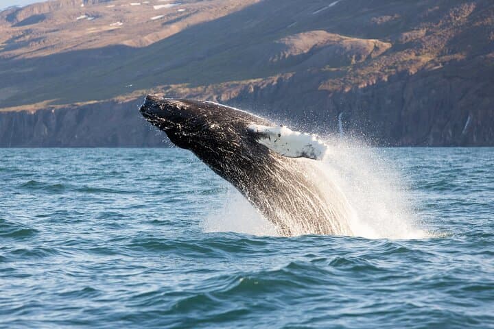 Big Whales & Puffins RIB boat tour - photo 8