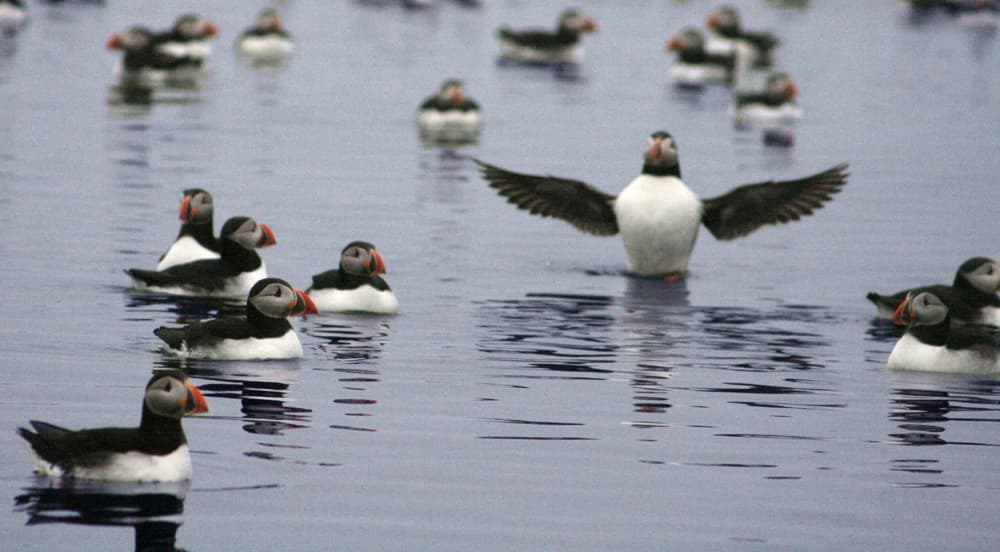 Whales & Puffins - photo 5