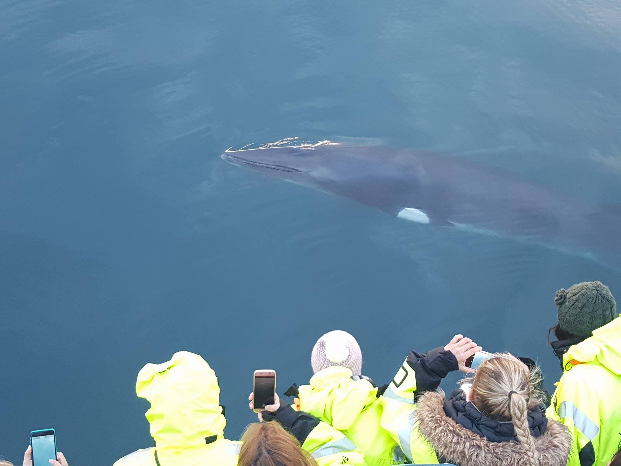 Whales & Auroras - photo 11