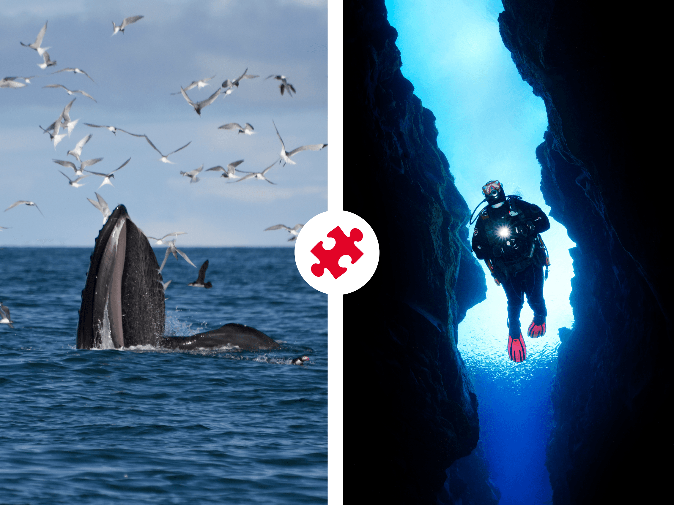 Reykjavík Whales & Diving