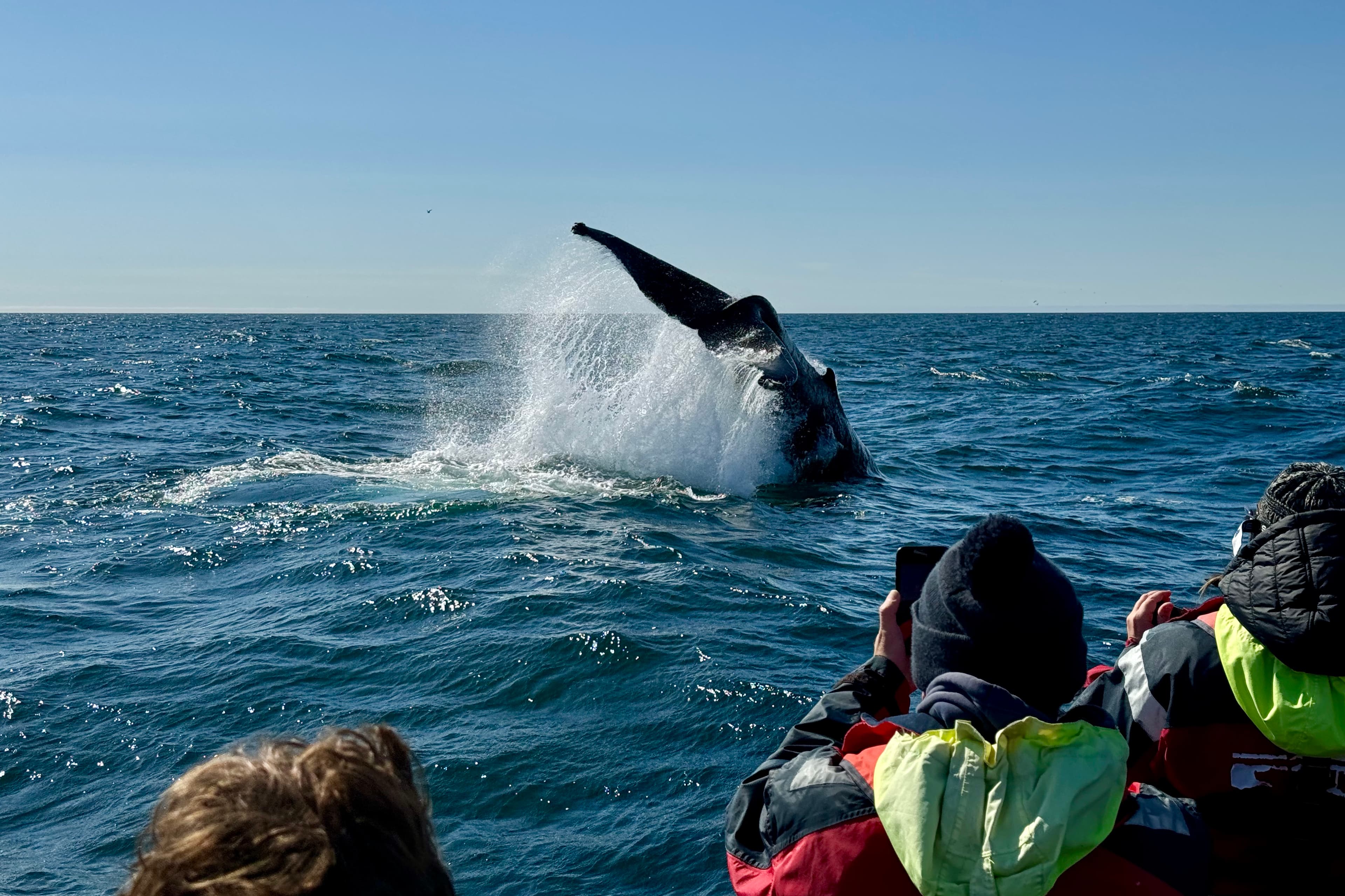 Reykjavík Classic Whale Watching  - photo 31