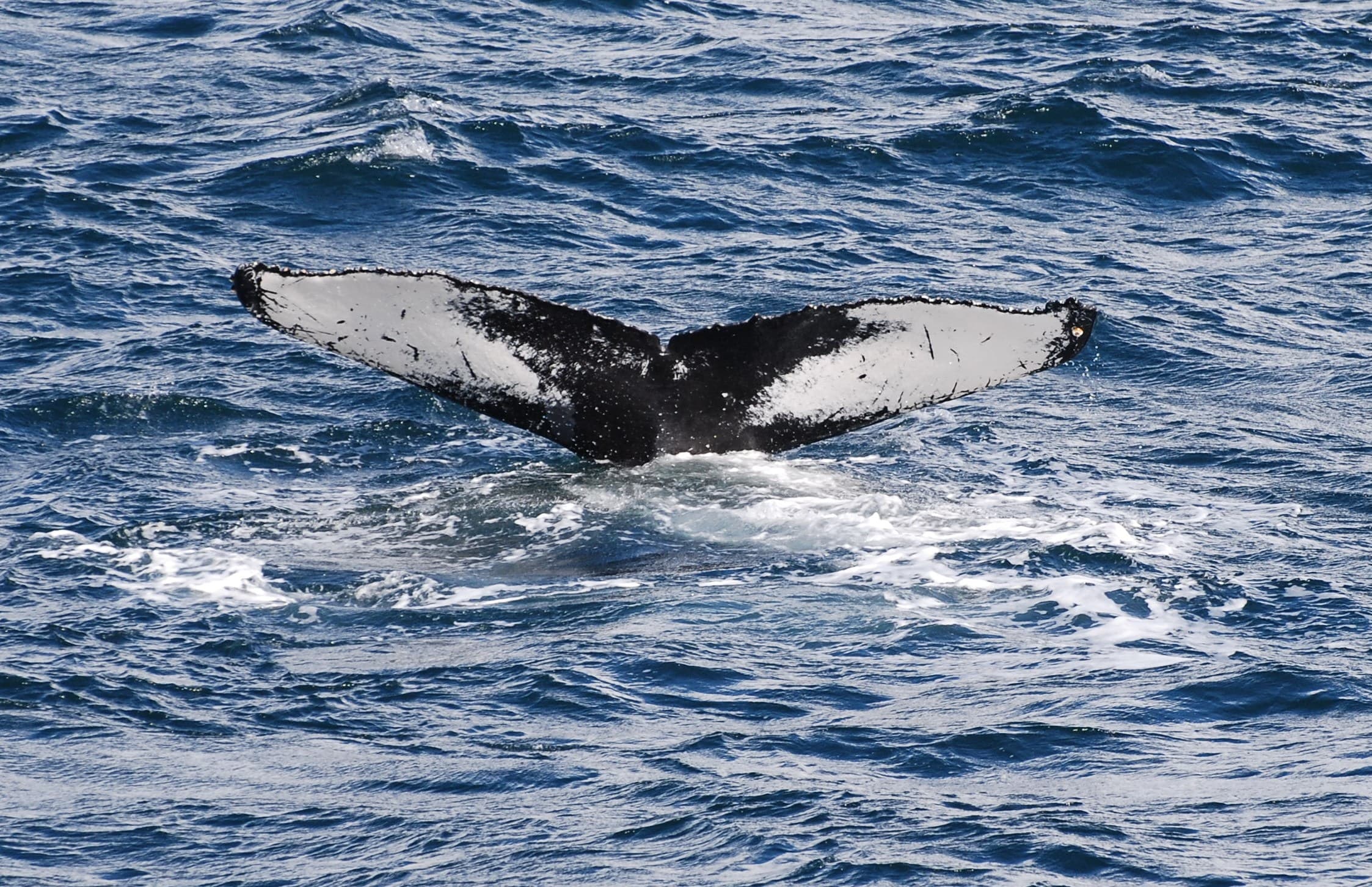 Whale Watching & Whales of Iceland Museum - photo 7