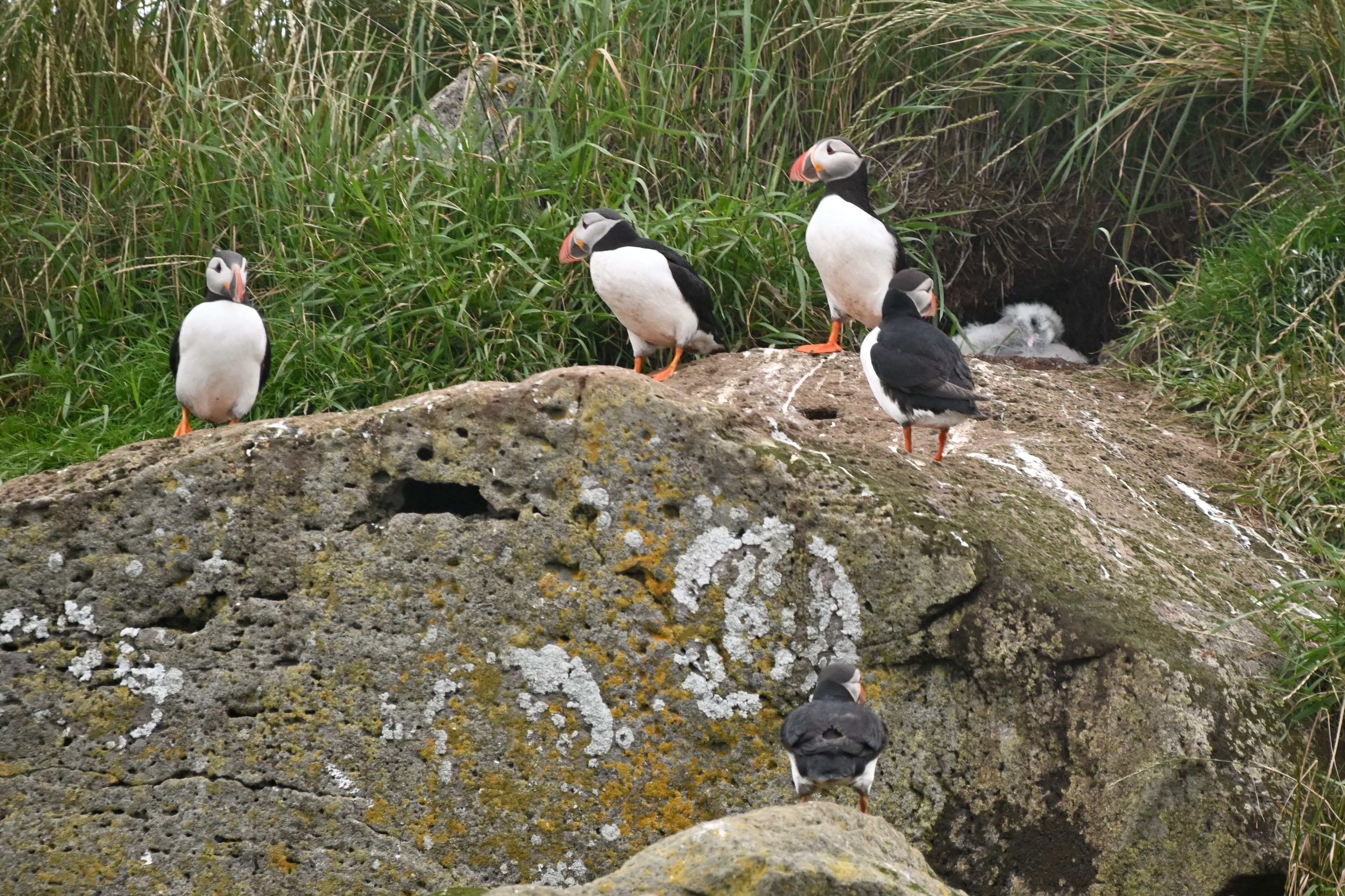 Reykjavík Premium Whales in the Midnight Sun - photo 27