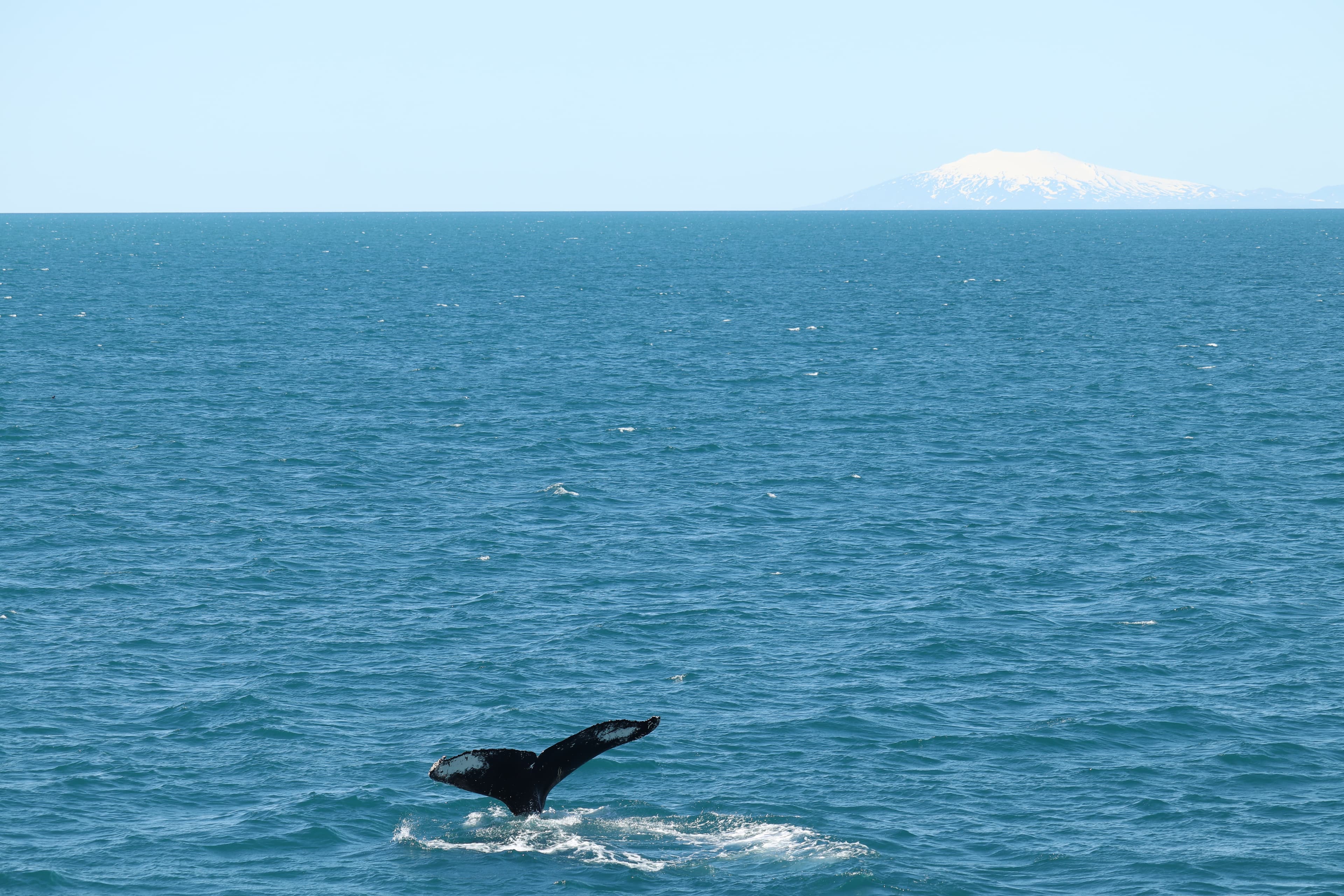 Whale Wonders: Morning Expedition - photo 20