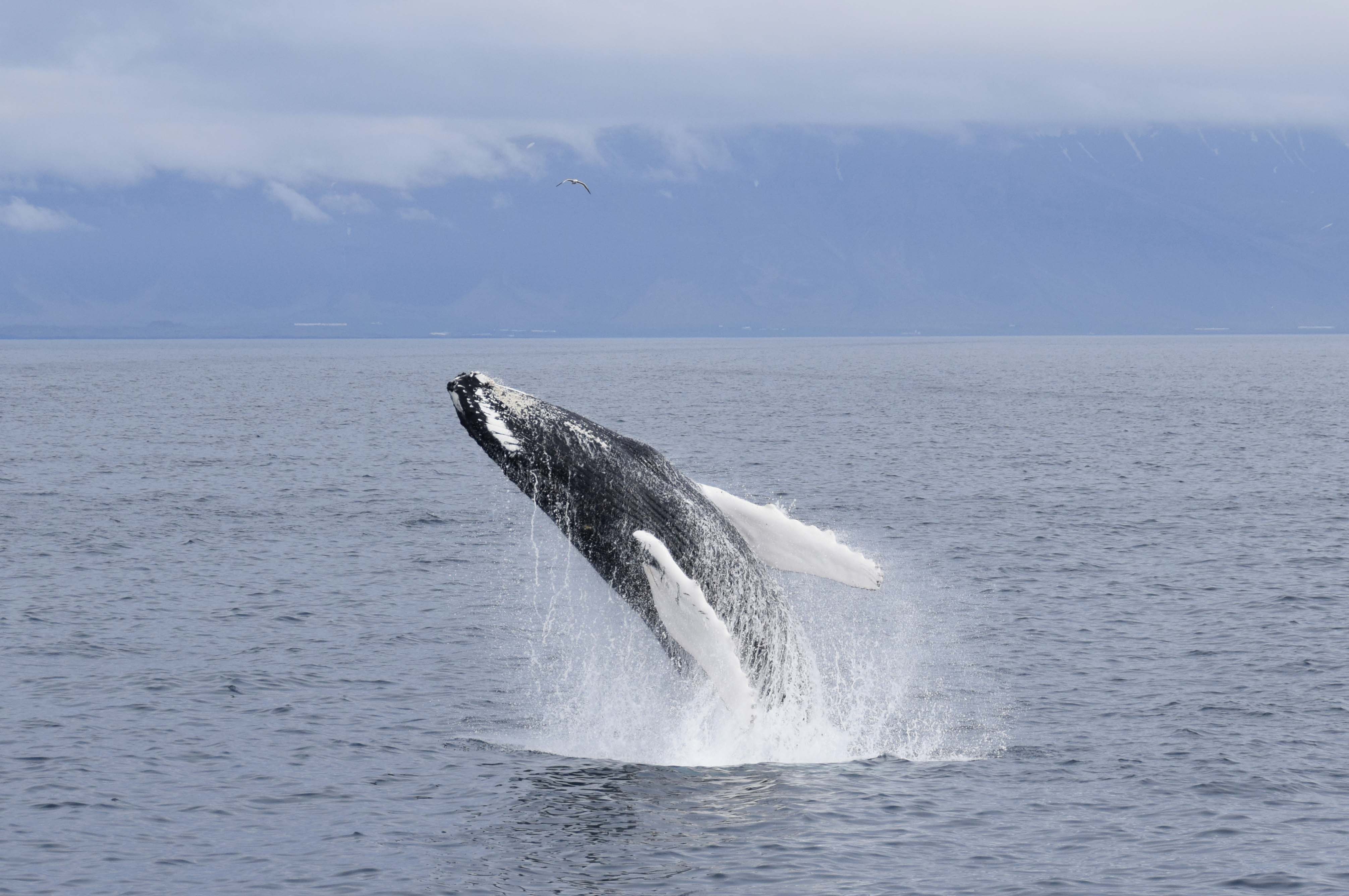 The Lava Tunnel & Whale Watching - photo 3