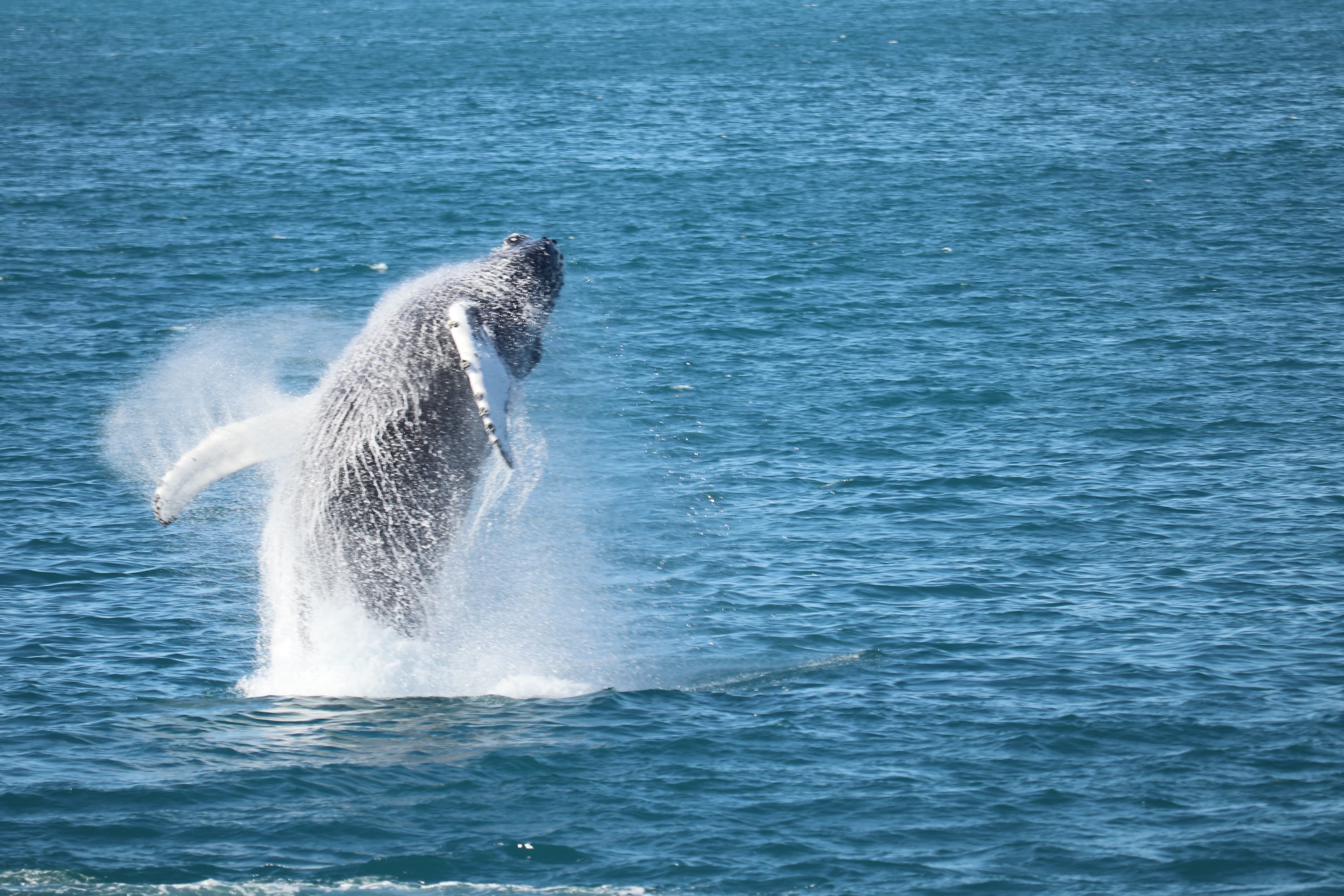 Whale Watching tour from Reykjavik - photo 86