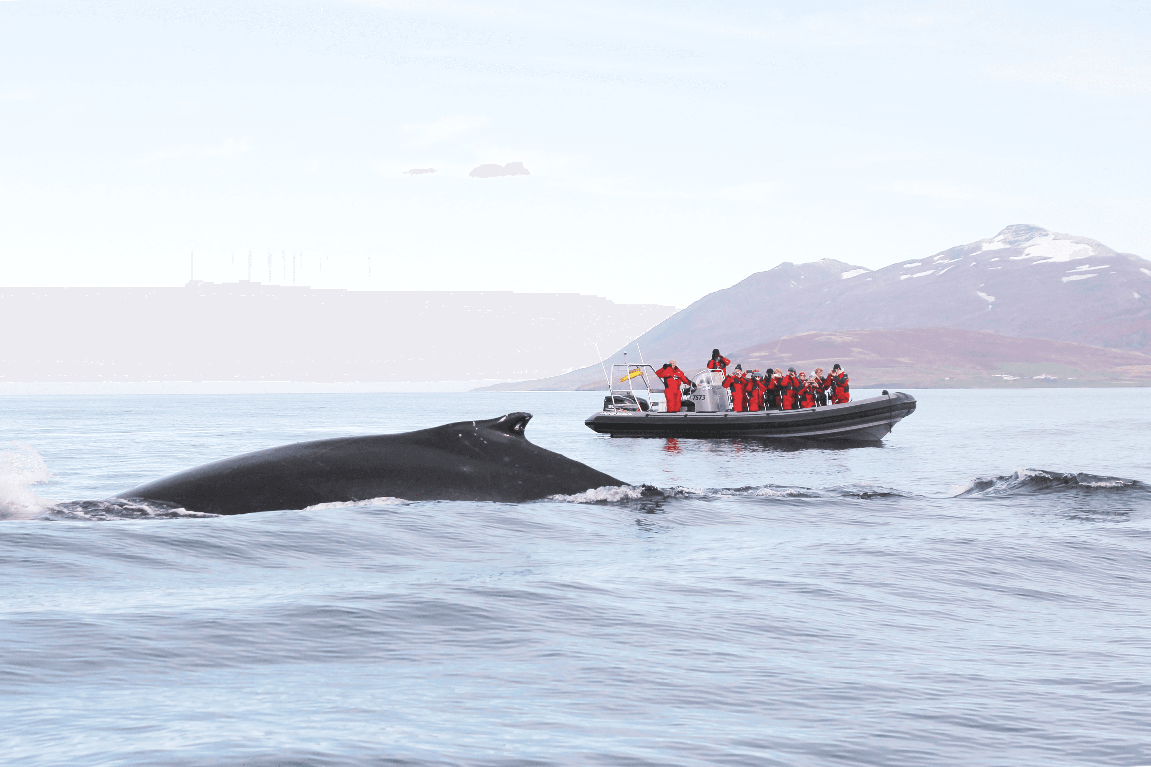 Akureyri Express Whales & Eyjafjord - photo 2