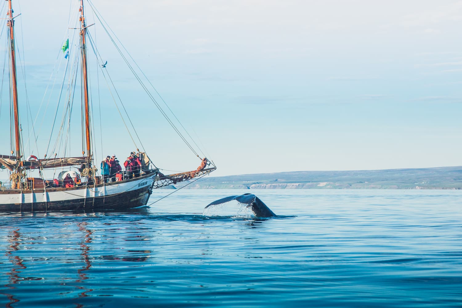 Whales and Sails - photo 2