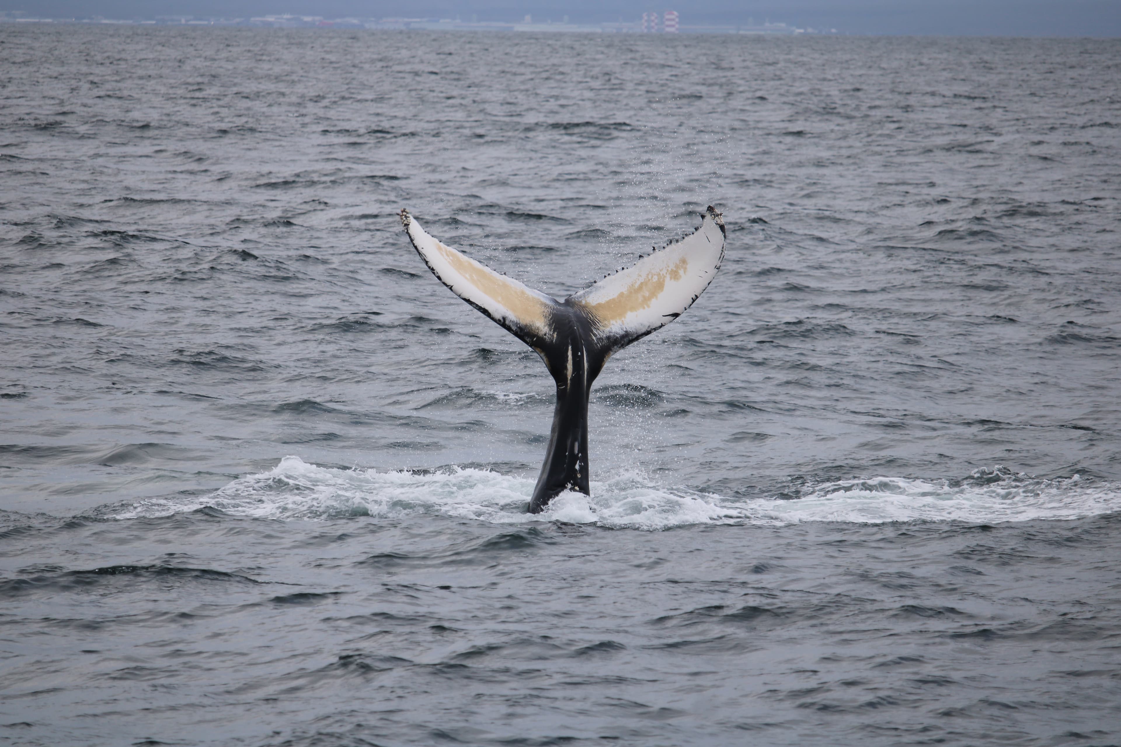 Best Value Whale Watching tour from Reykjavik - photo 29