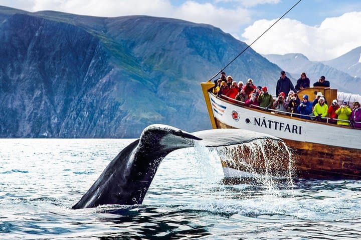 Húsavík Original Whale Watching - photo 2