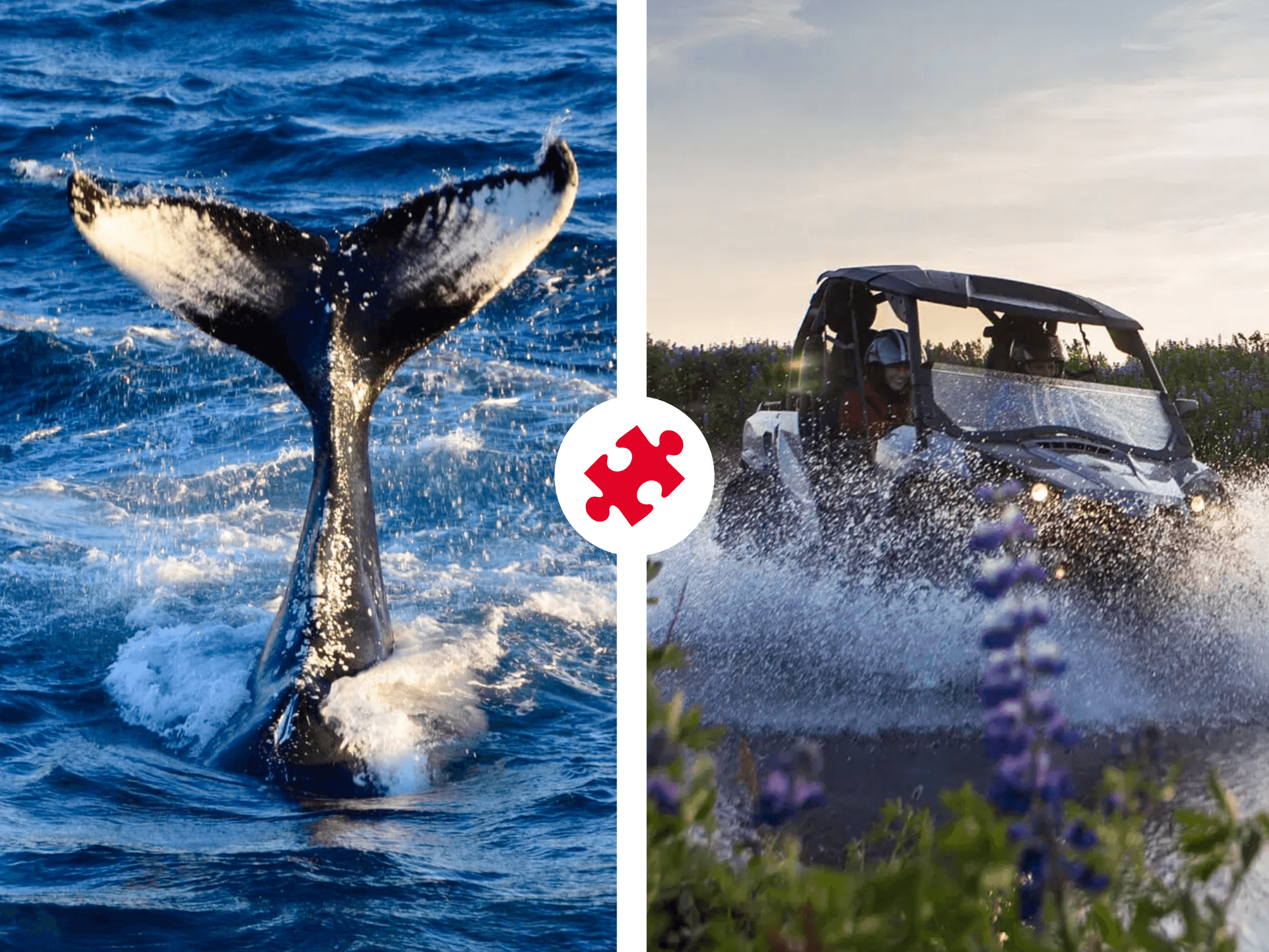 Reykjavík Whales & Buggy