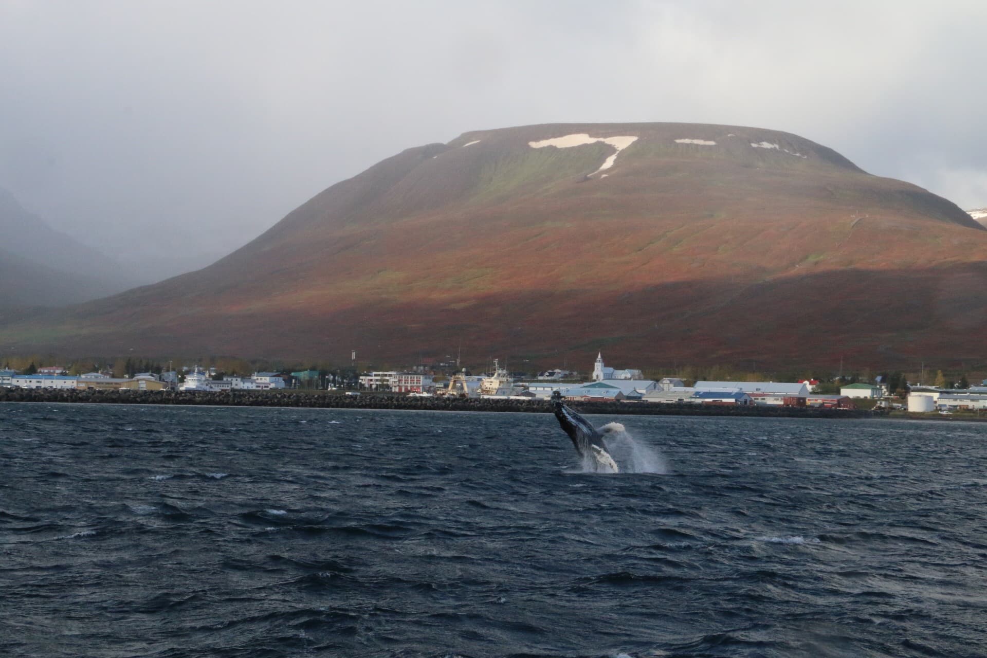 Express Whale Watching From Dalvík - photo 8