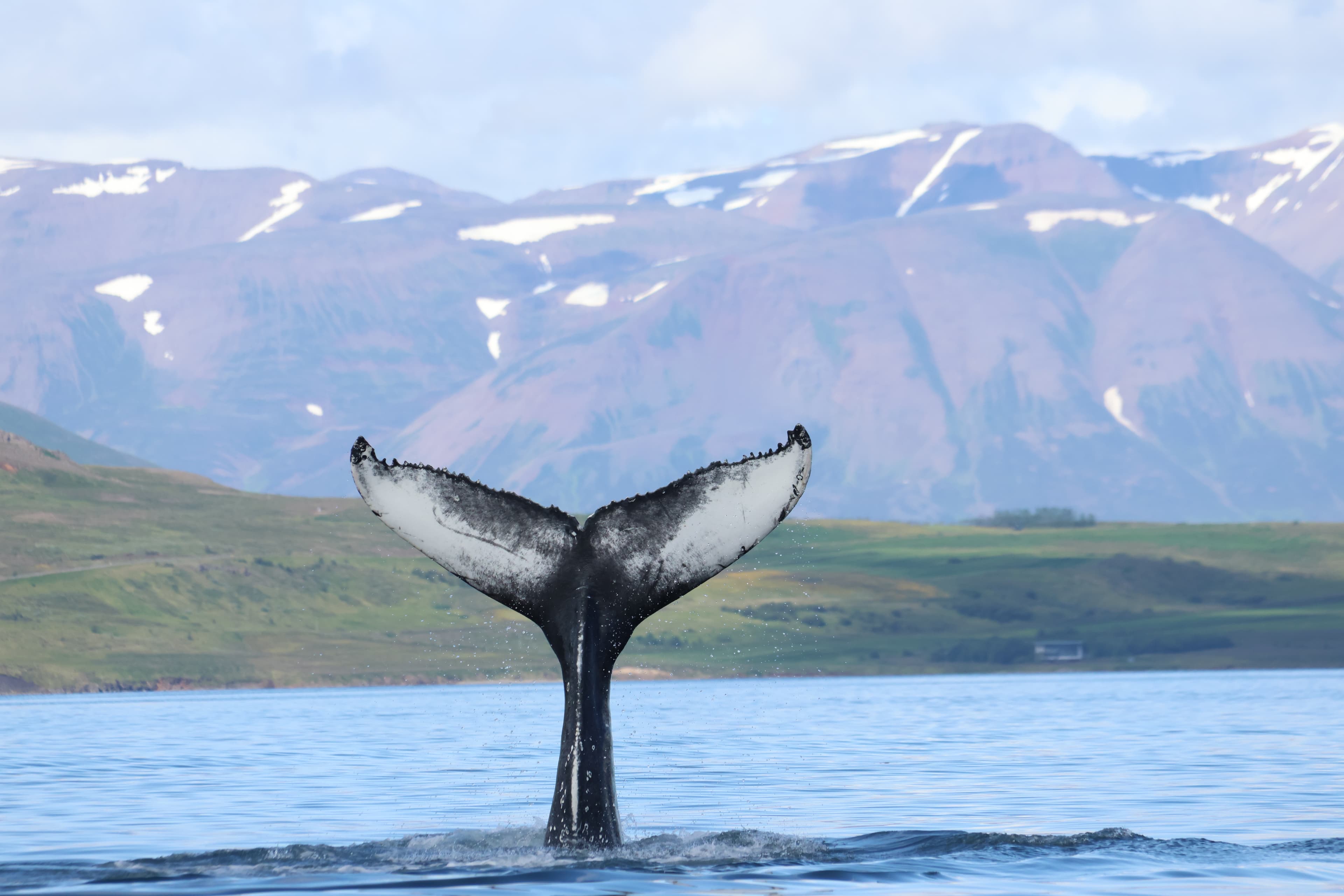 Akureyri Classic Whale Watching - photo 10
