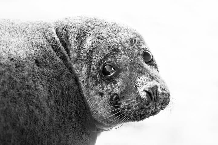 Snæfellsnes Peninsula in a small group tour with home-cooked meal included - photo 18