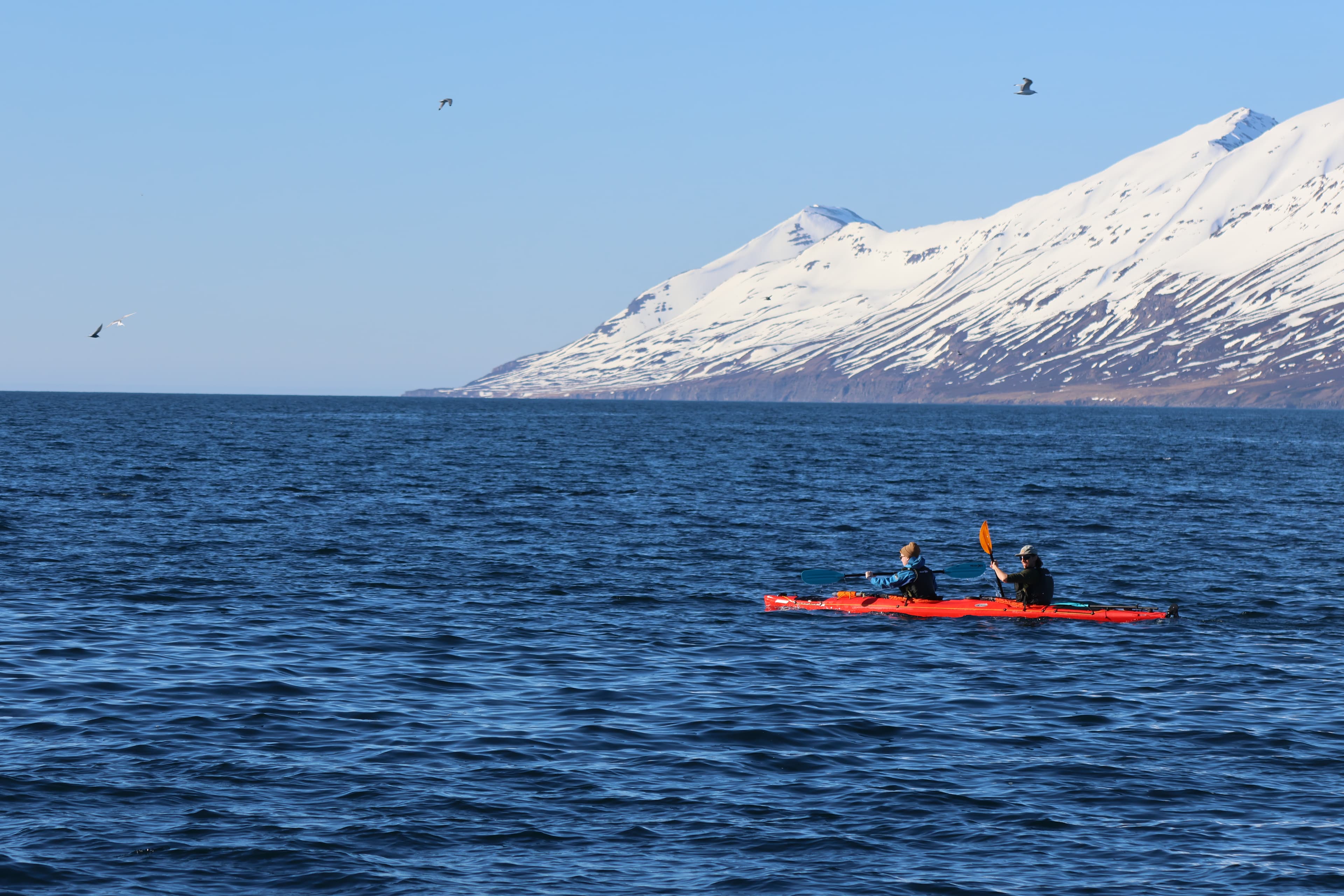 Guided Kayak Tour in Árskógssandur: Explore Coastline & Wildlife - photo 7