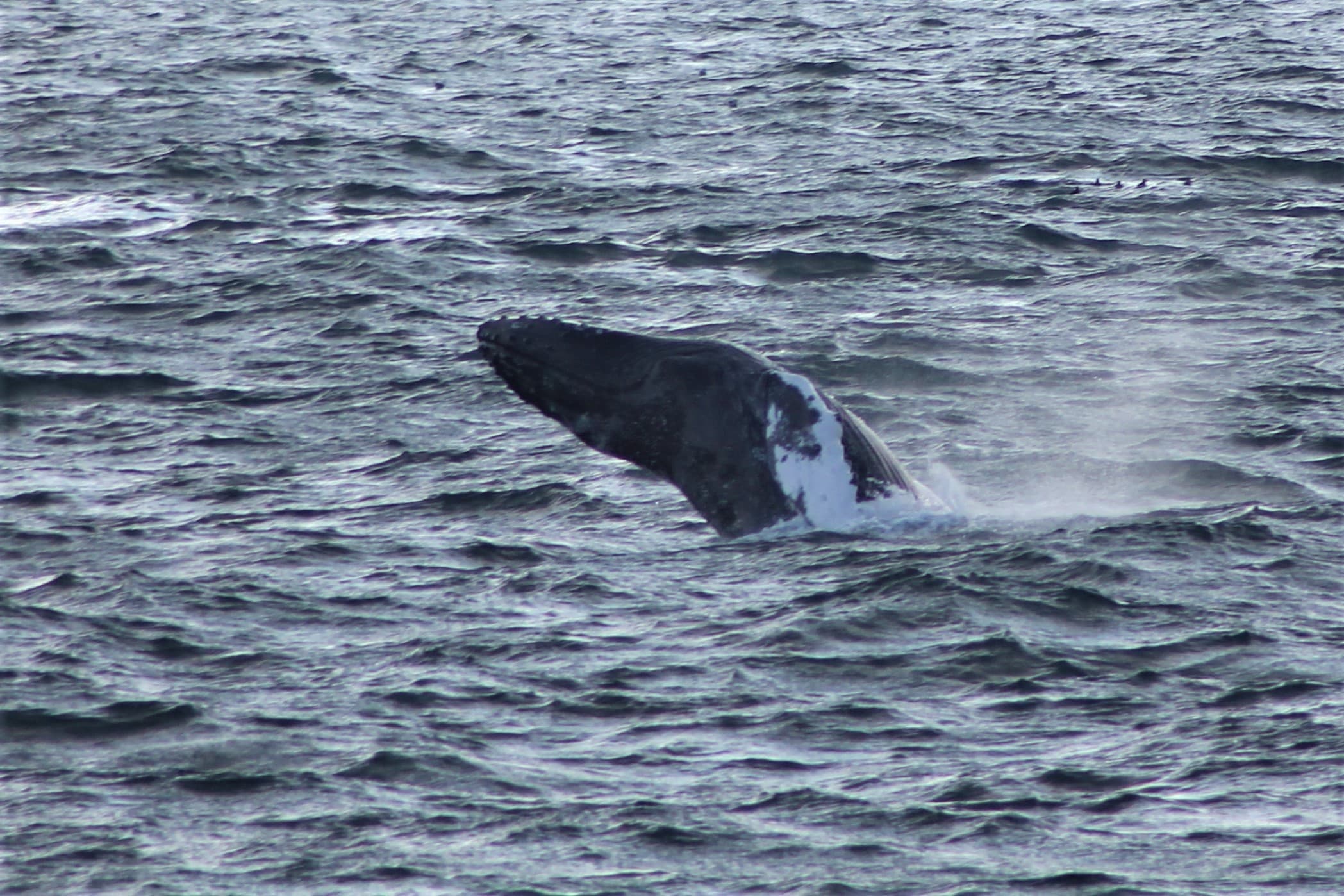 Whale Watching & Northern lights Combo Cruise from Reykjavik - photo 50